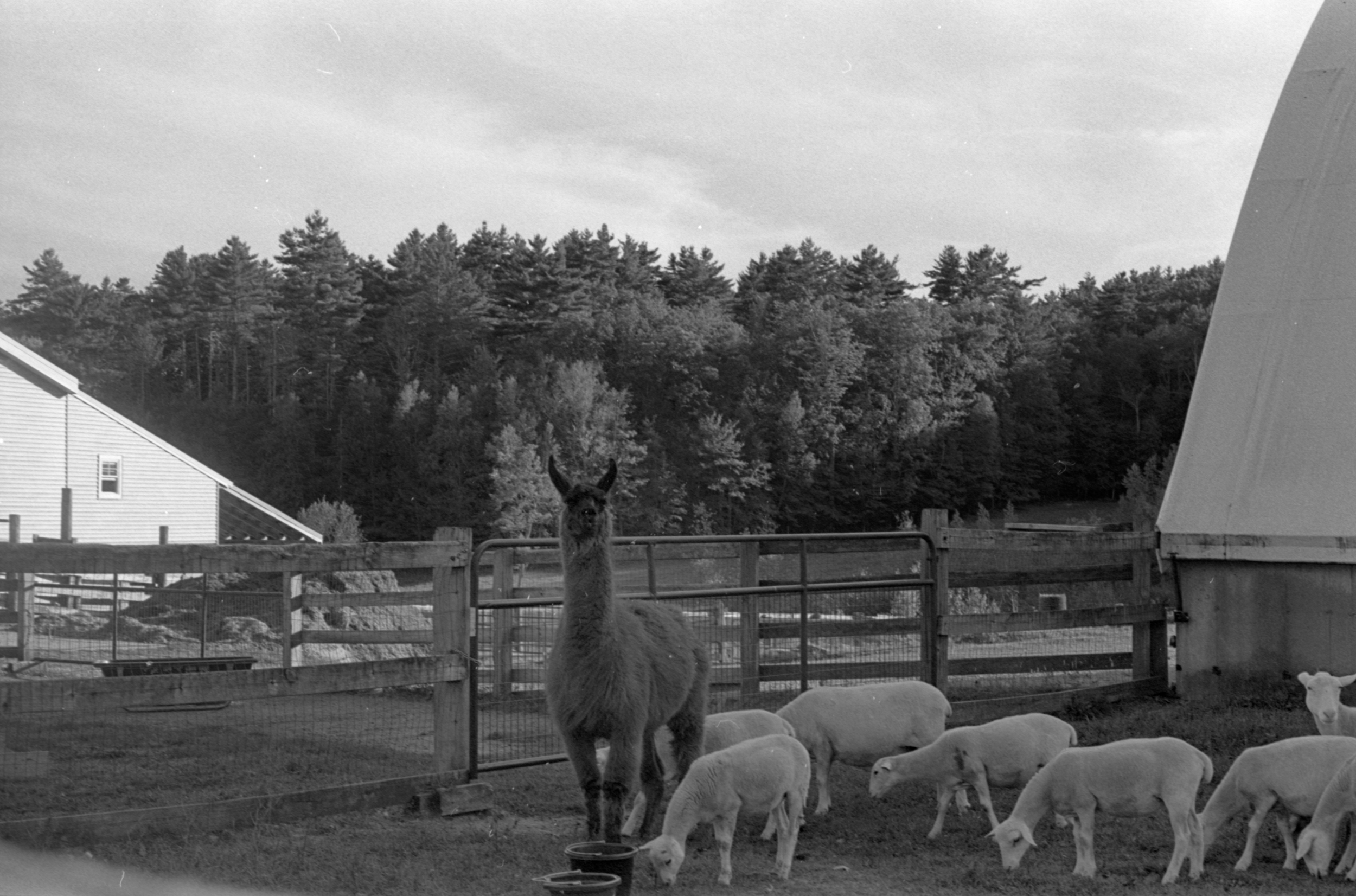 sheepabd llama_.PNG