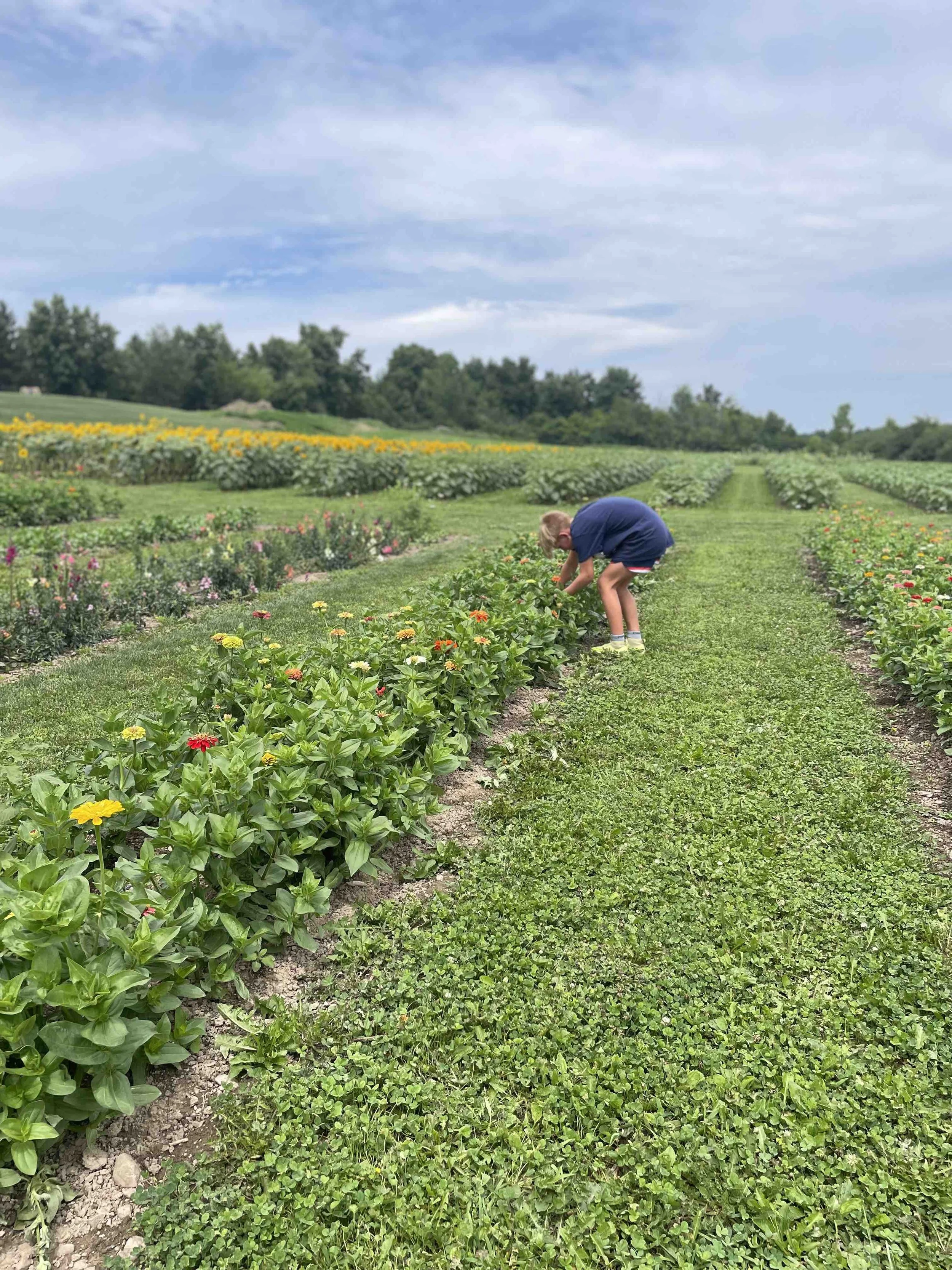 LaBarrFarm_UPick05.jpeg