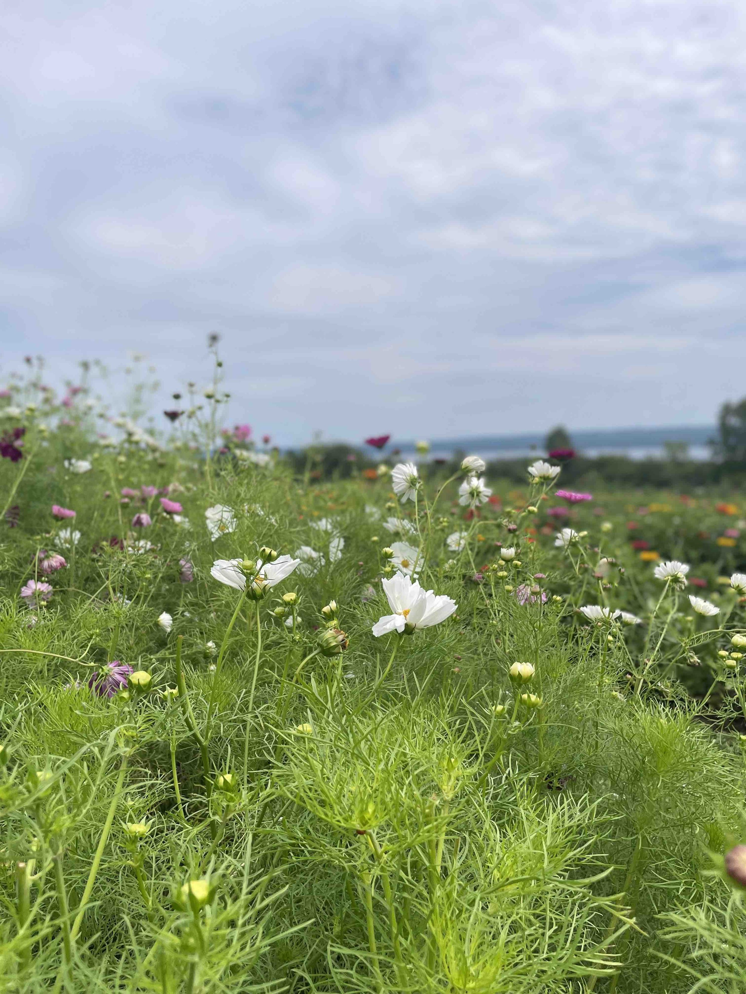 LaBarrFarm_FlowerField03.jpeg
