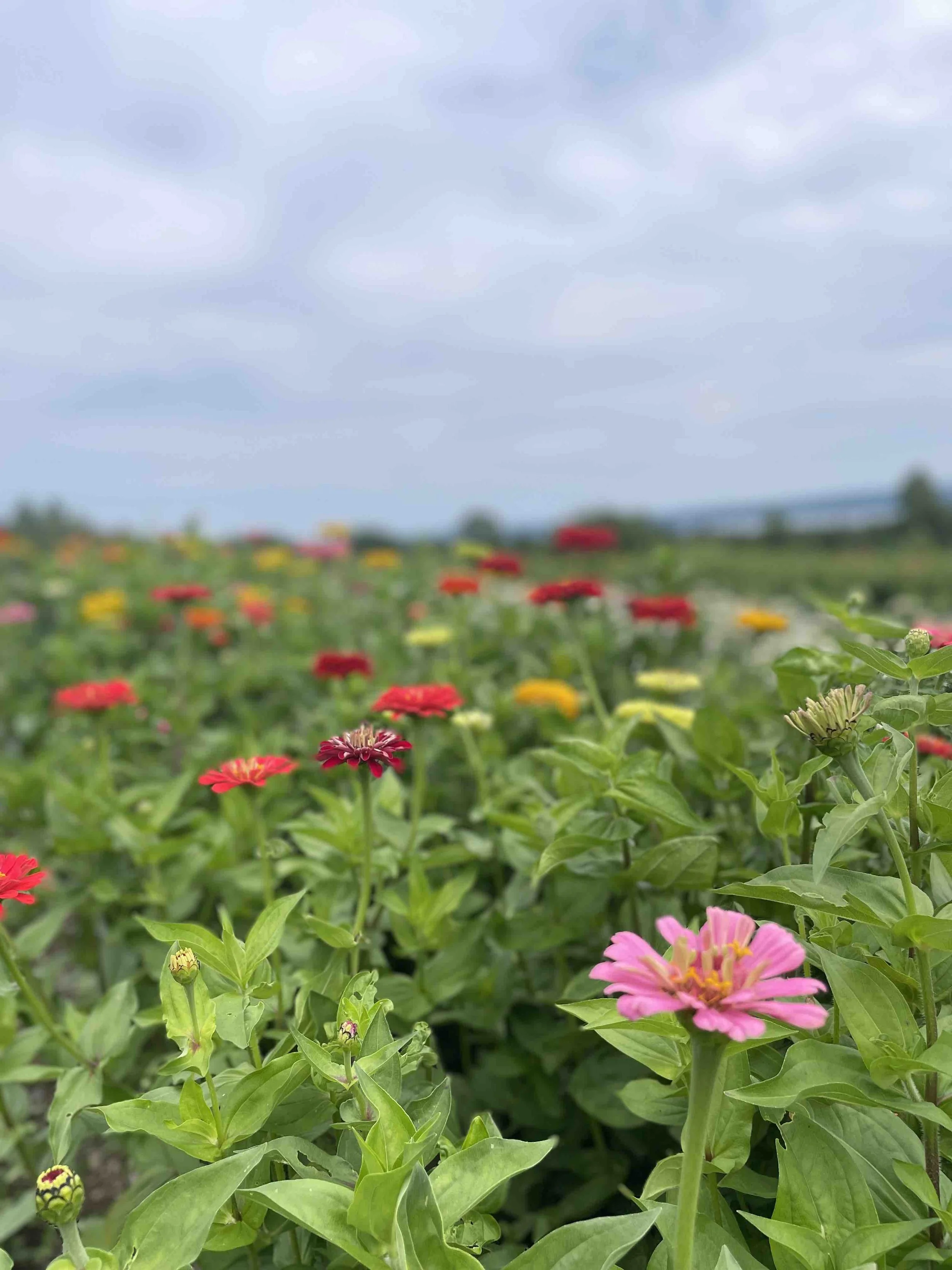 LaBarrFarm_FlowerField04.jpeg