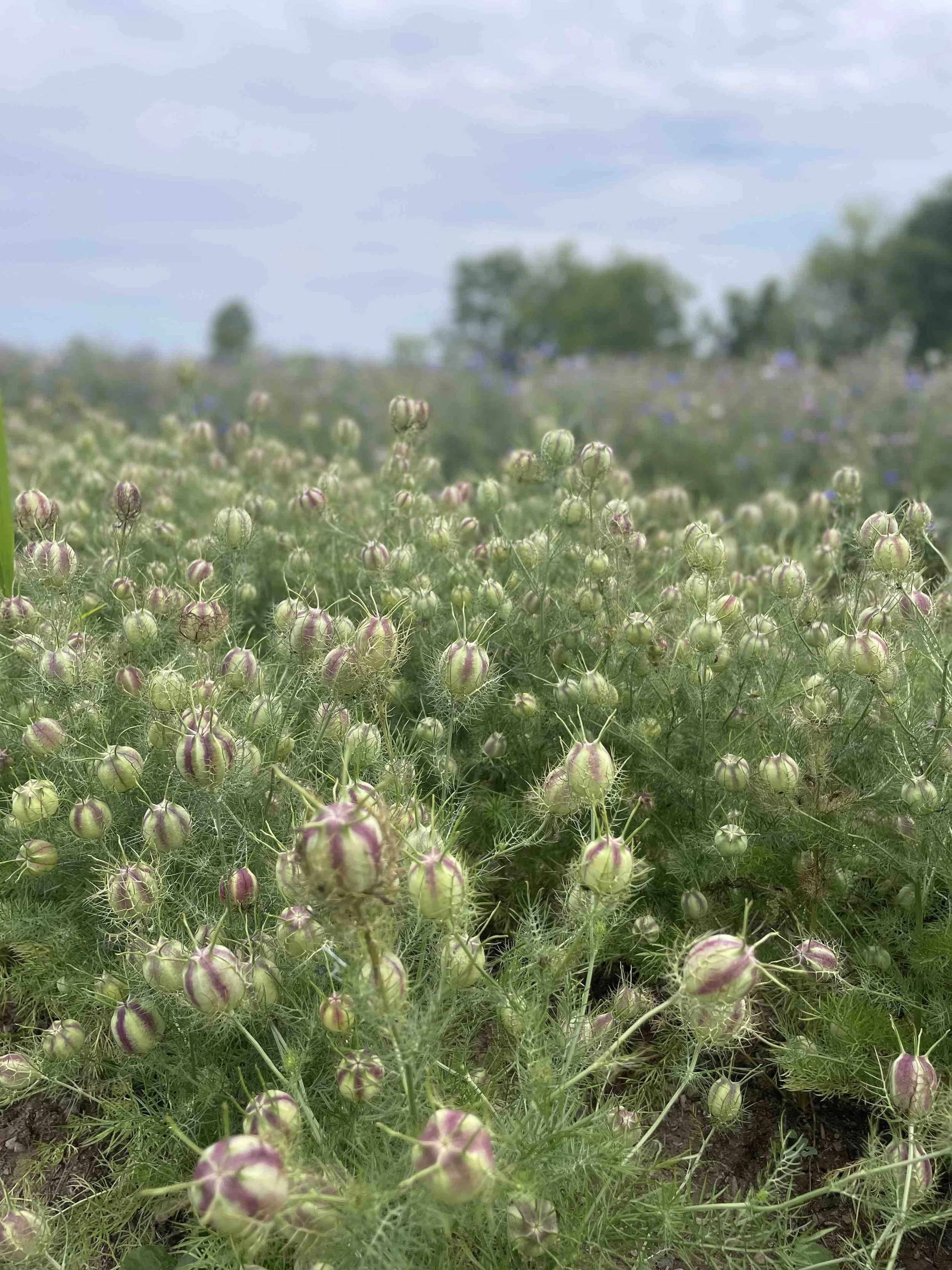 LaBarrFarm_FlowerField05.jpeg