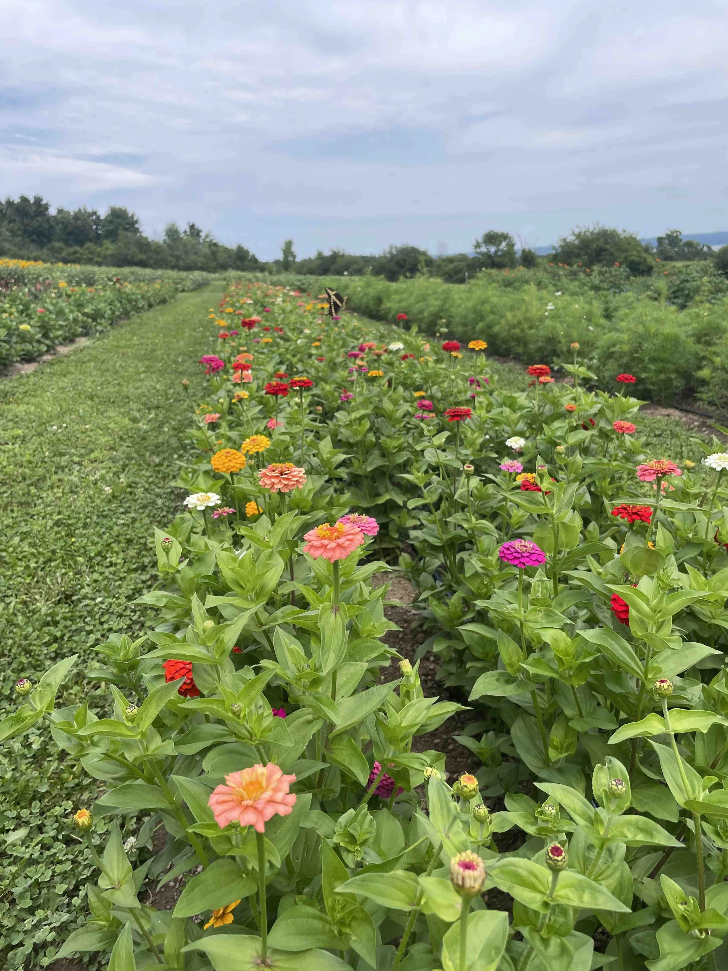LaBarrFarm_FlowerField08.jpeg