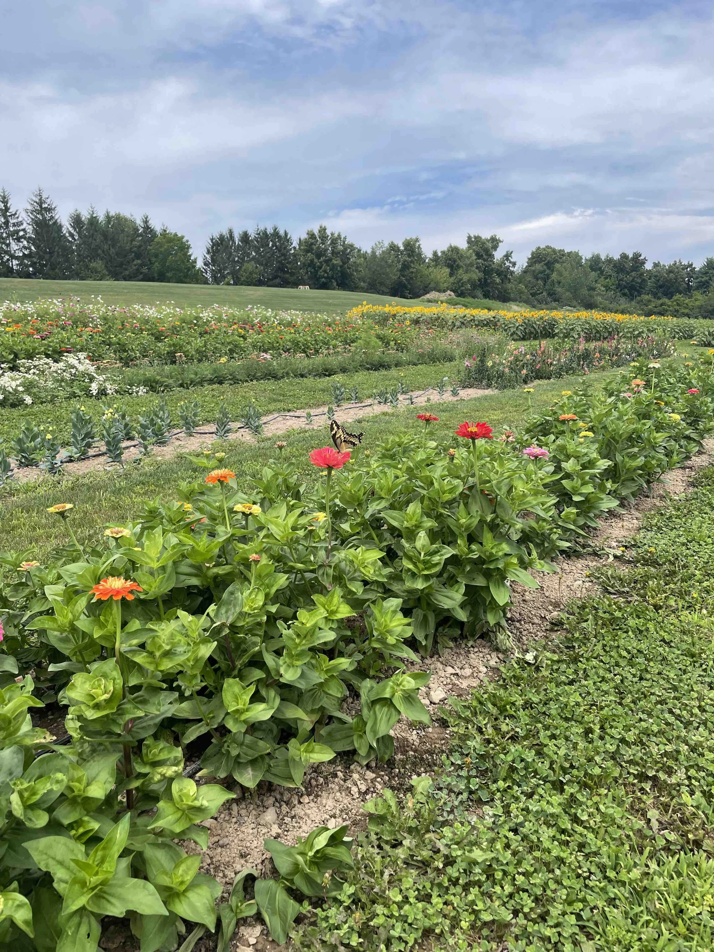 LaBarrFarm_FlowerField09.jpeg