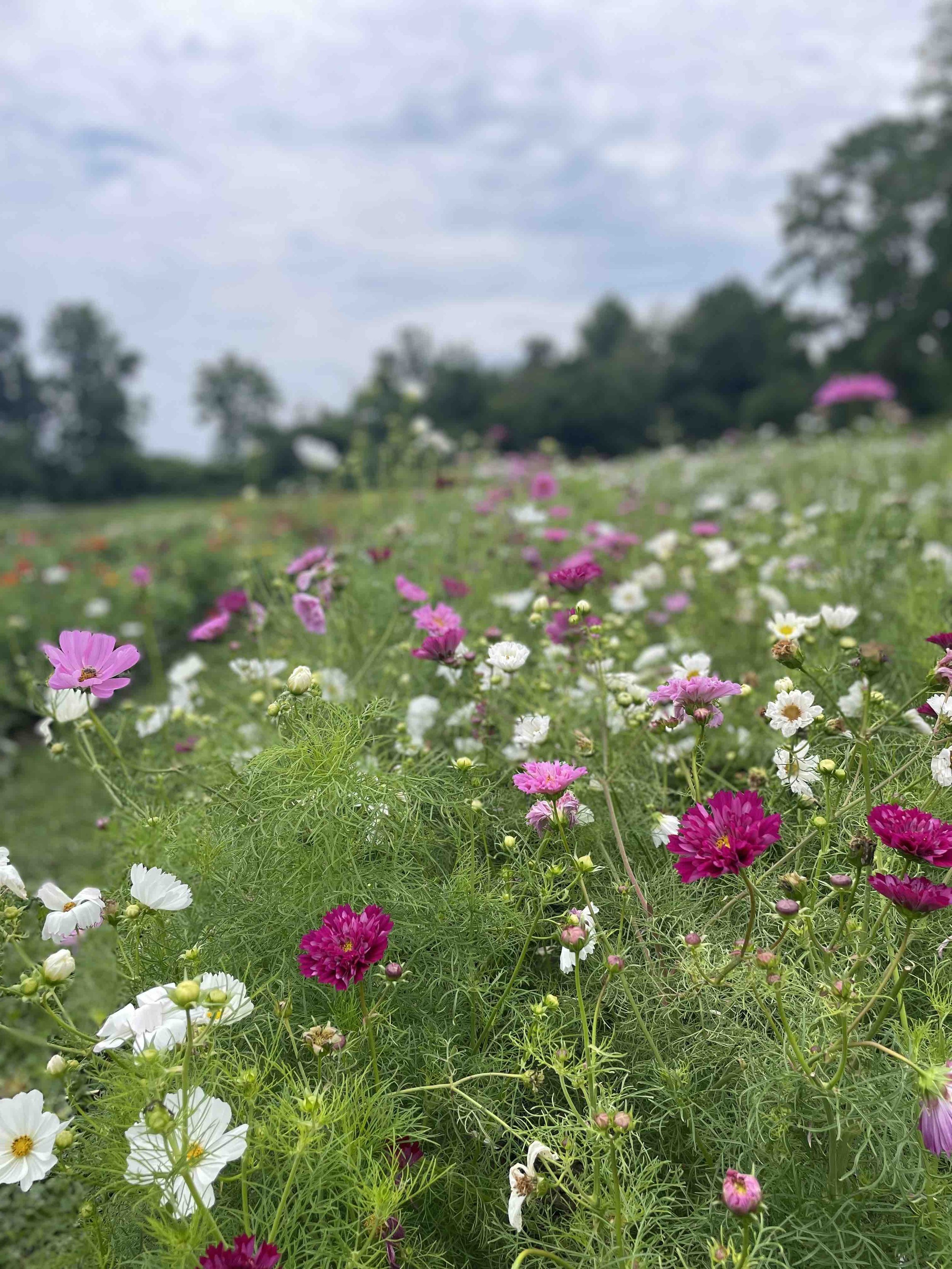 LaBarrFarm_FlowerField11.jpeg