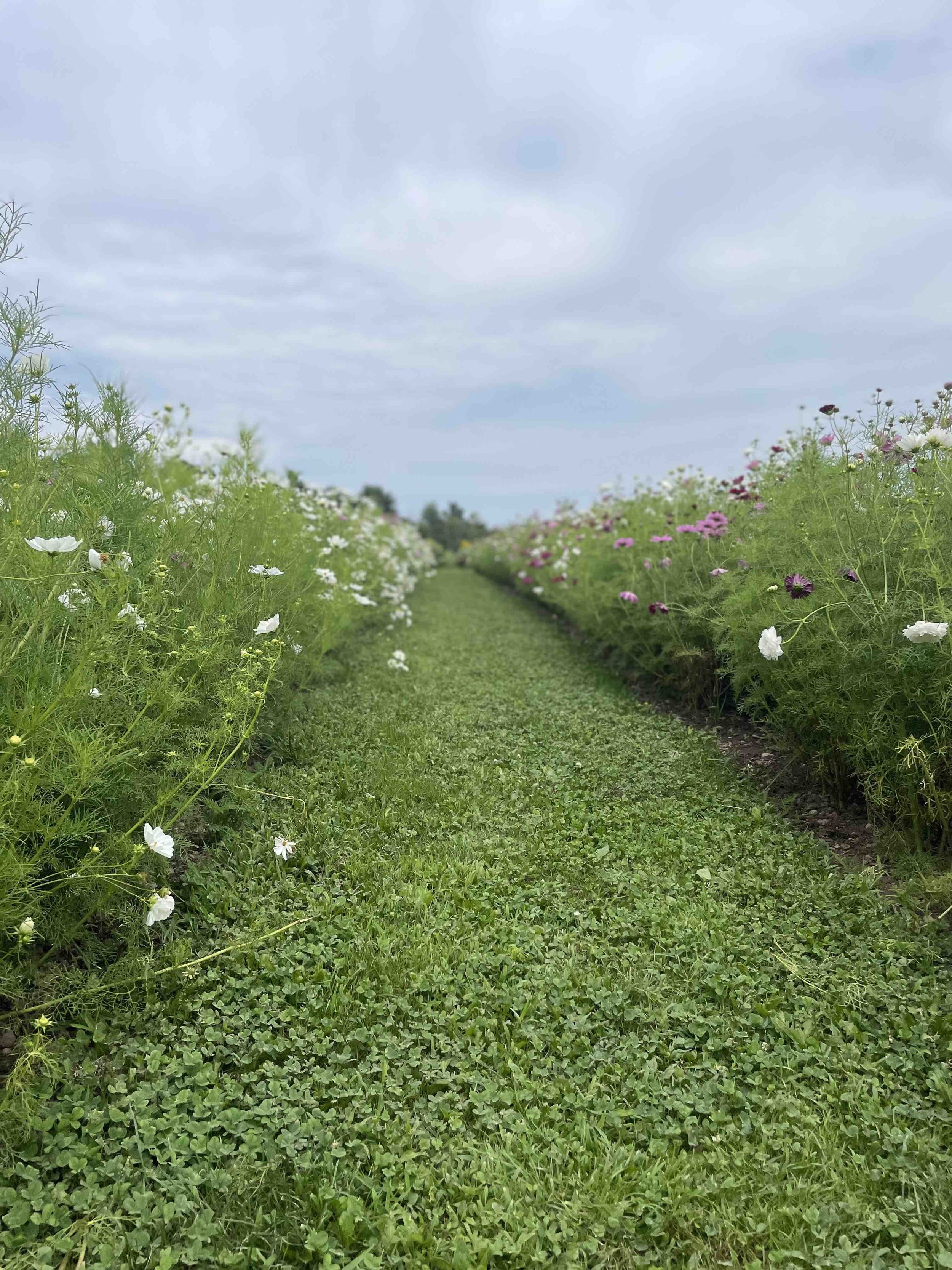 LaBarrFarm_FlowerField02.jpeg