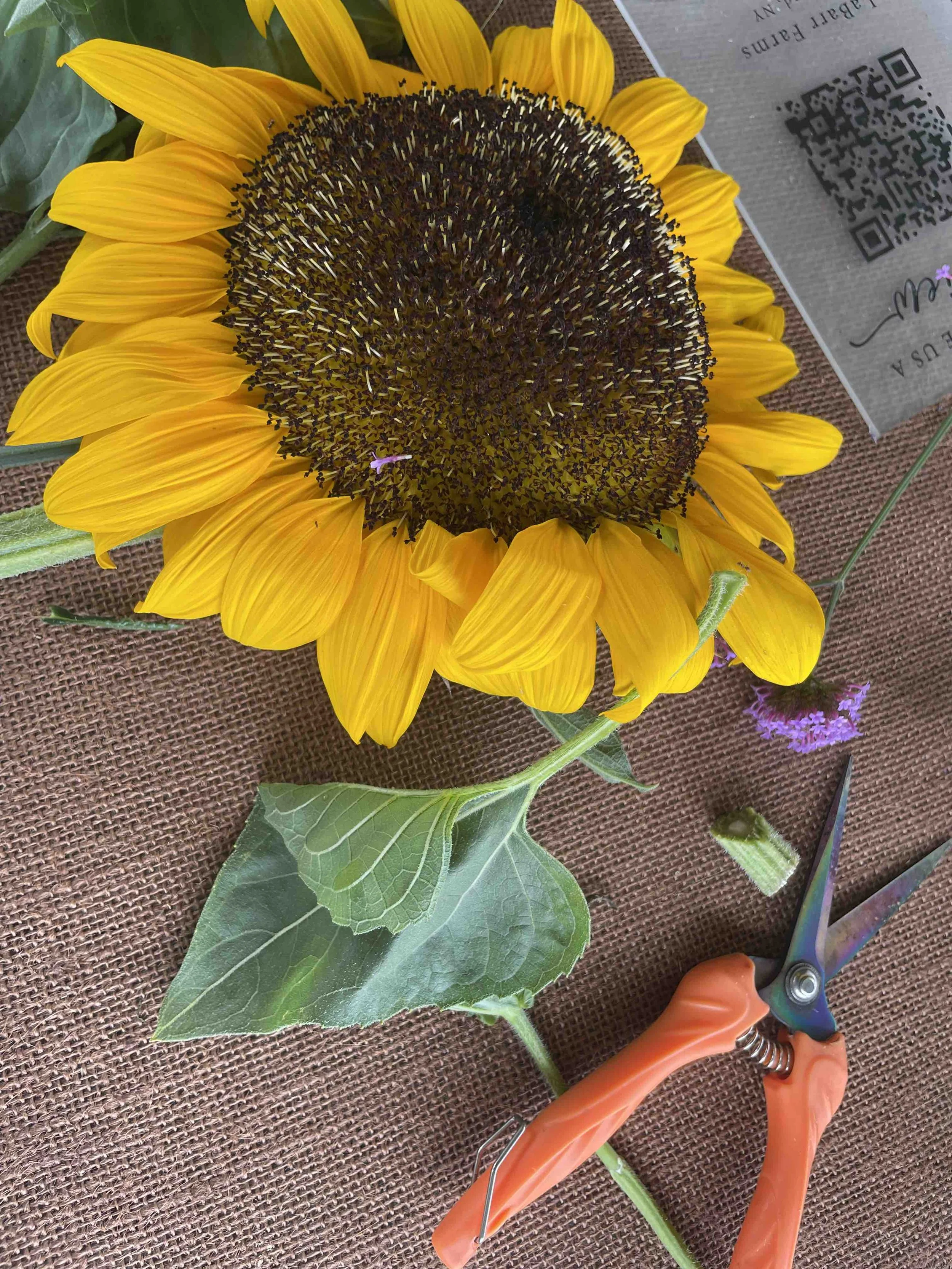 LaBarrFarm_Bouquet02.jpeg