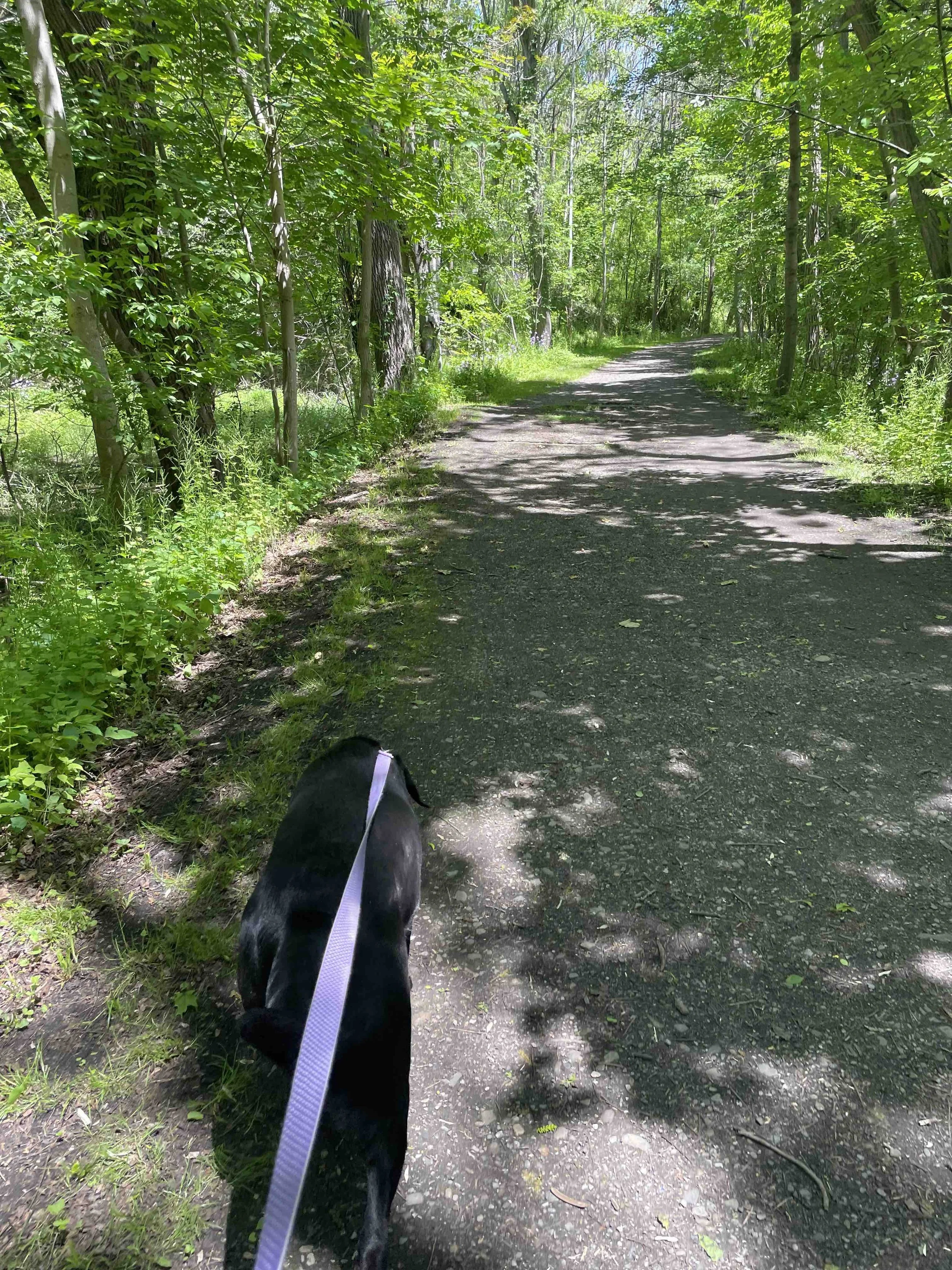 KOT_TrailDresden.jpeg