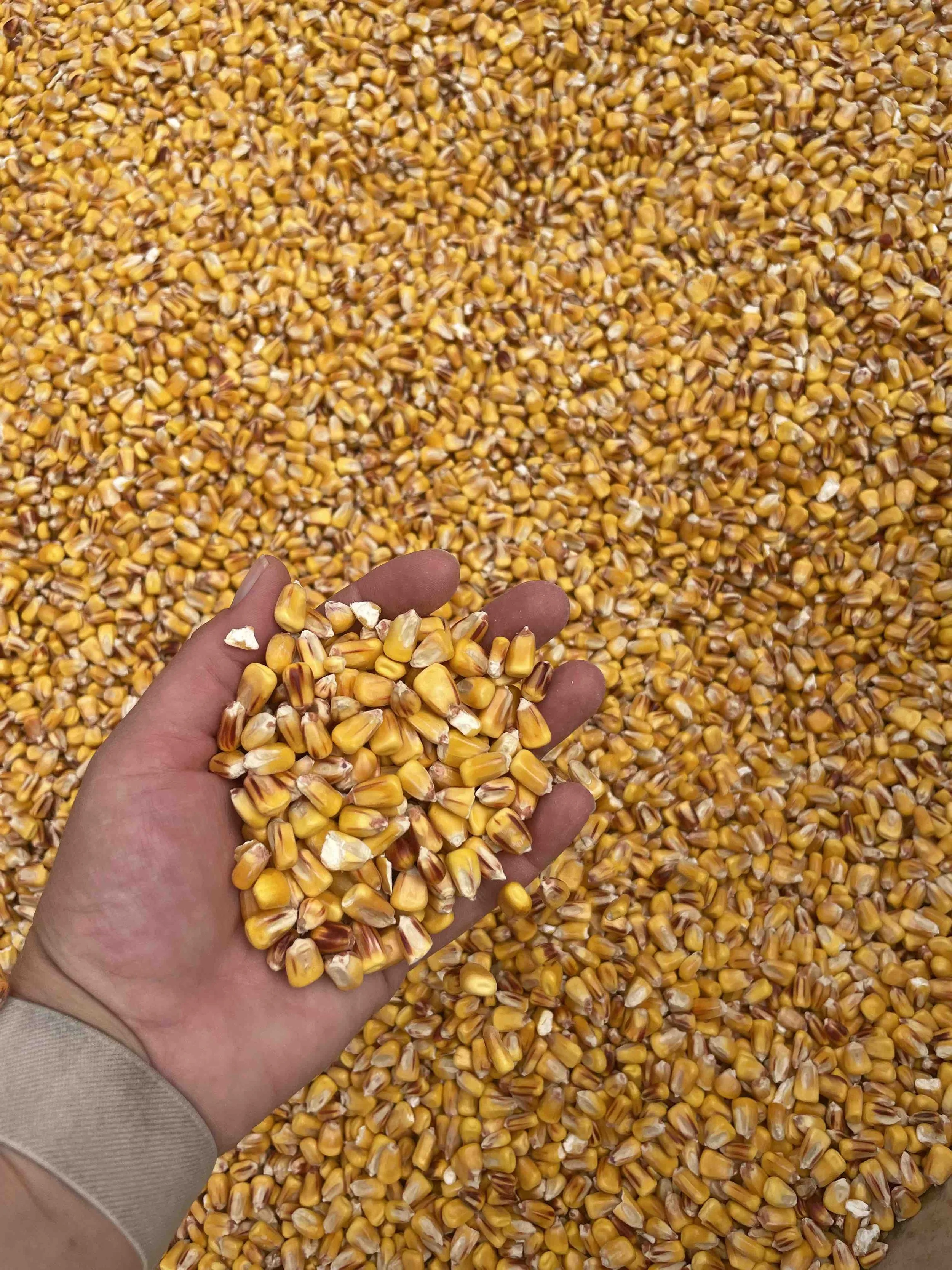 KeukaHarvest_CornBin.jpeg