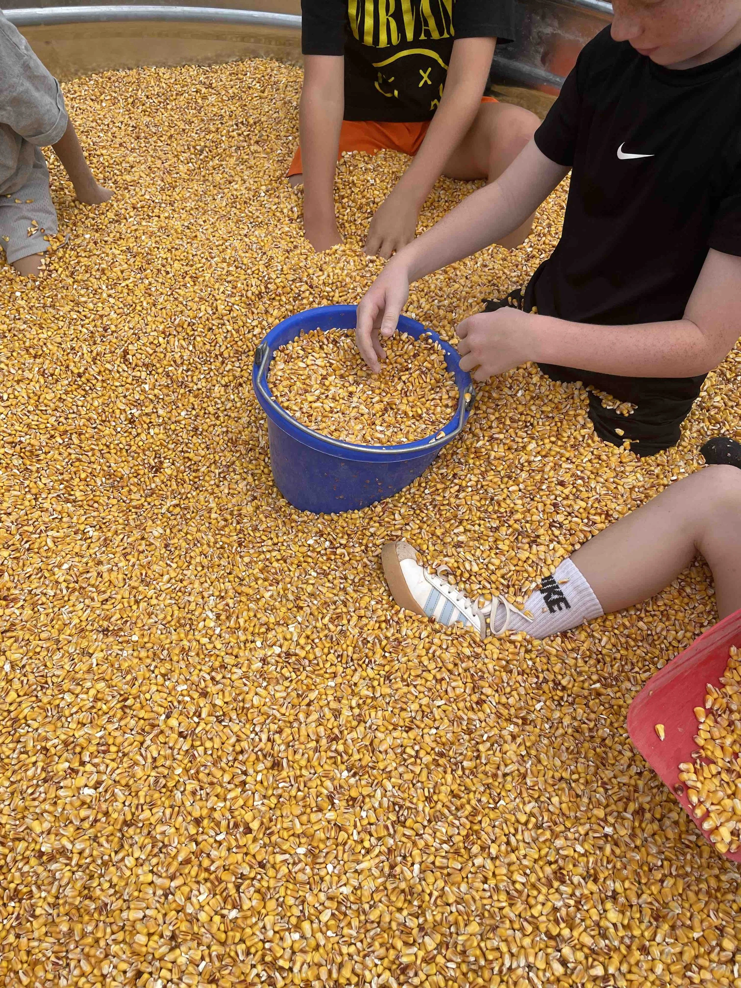 KeukaHarvest_CornBin2.jpeg