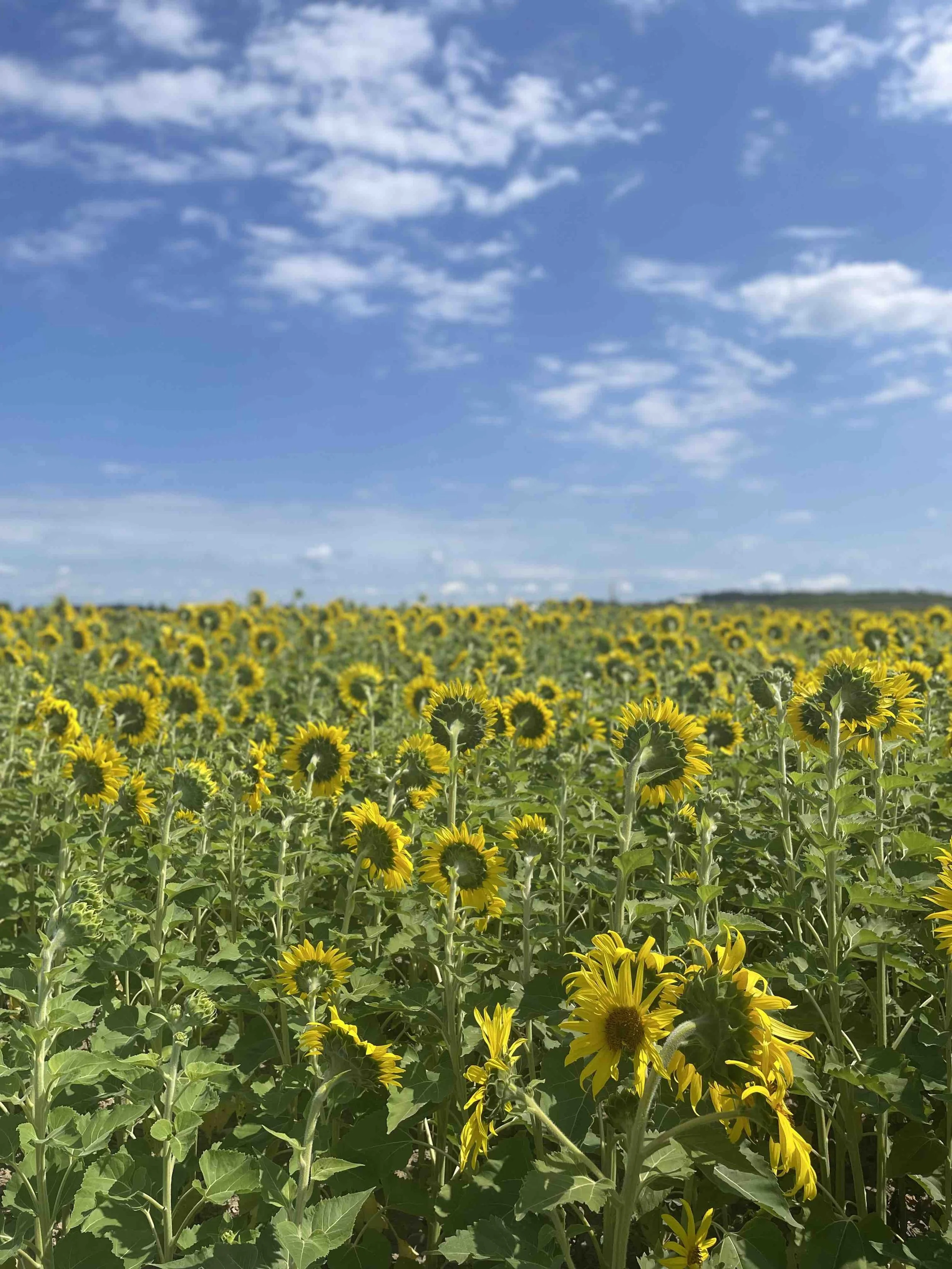 KeukaHarvest_Field1.jpeg