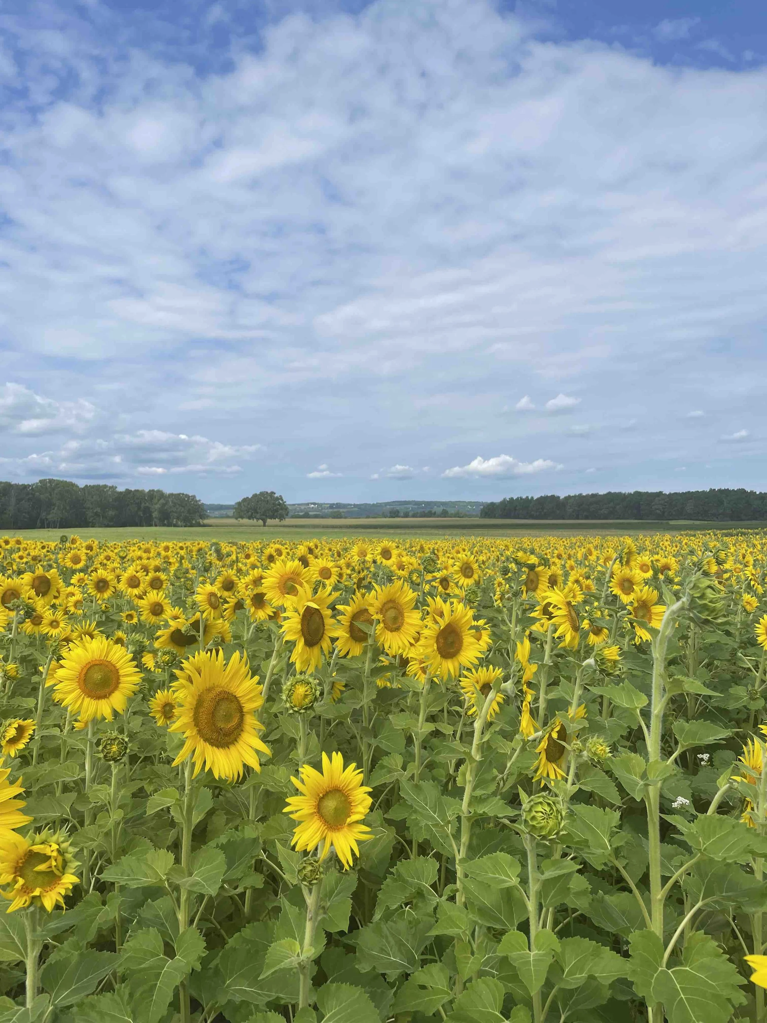 KeukaHarvest_Field3.jpeg