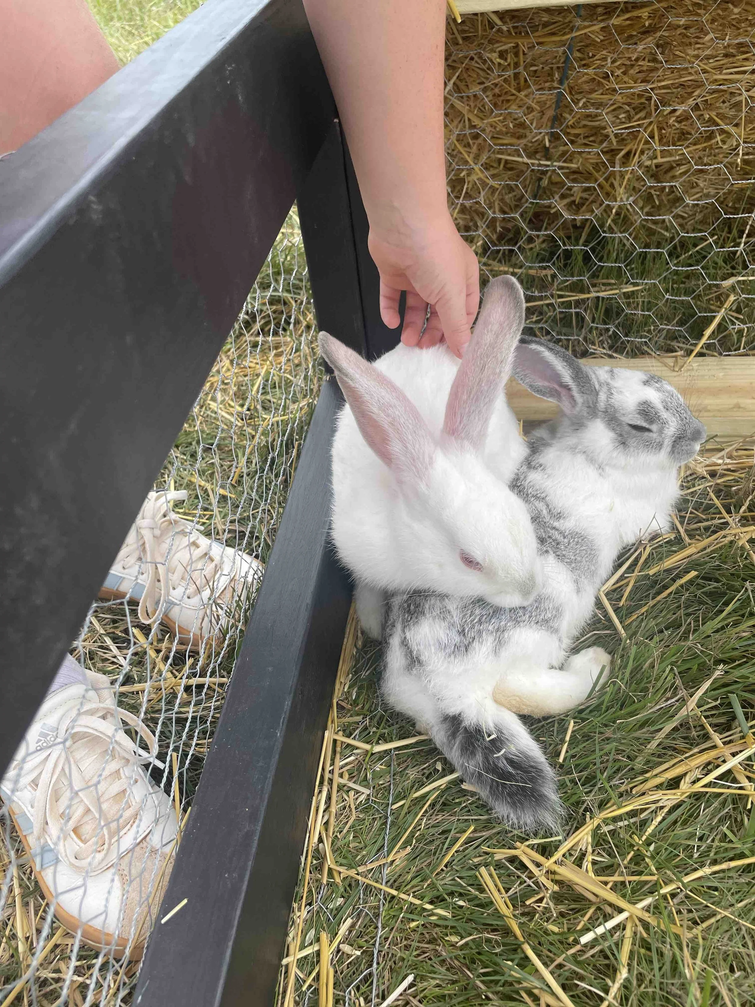 KeukaHarvest_PettingZoo1.jpeg