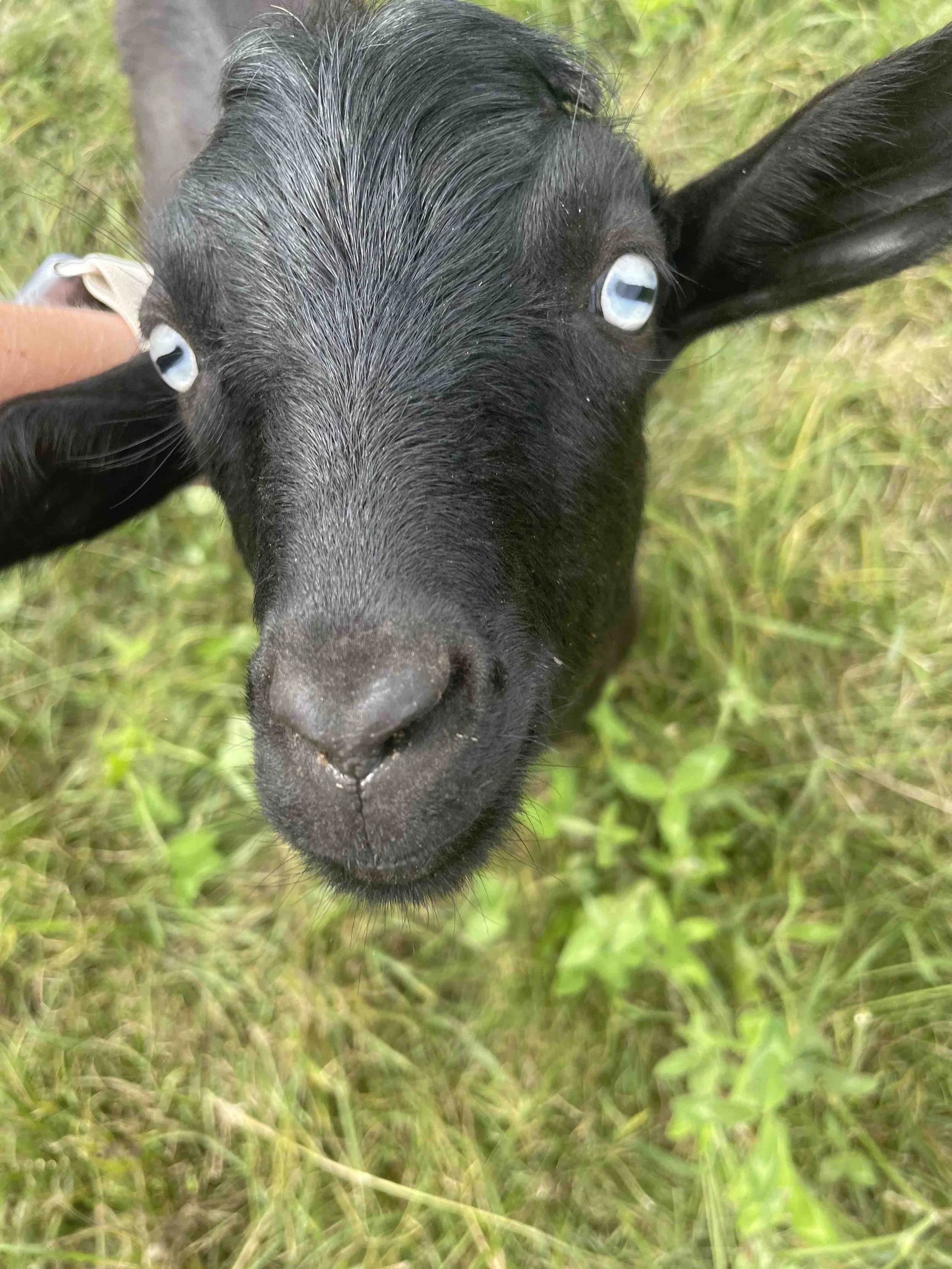 KeukaHarvest_PettingZoo2.jpeg