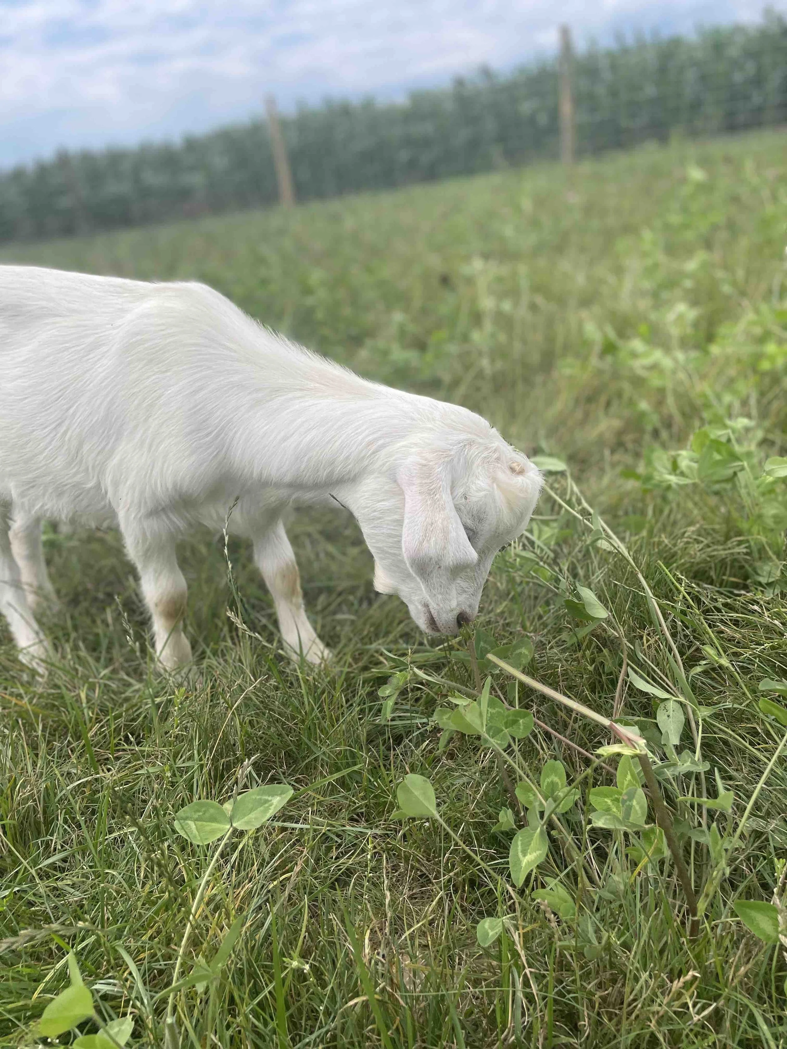KeukaHarvest_PettingZoo3.jpeg