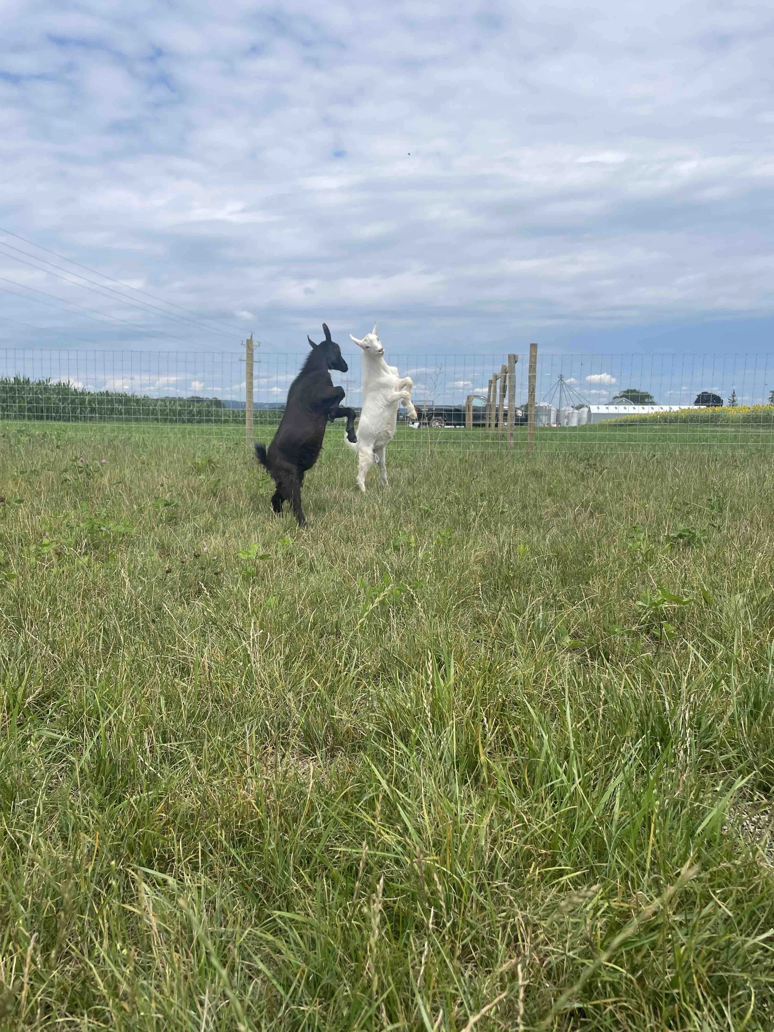 KeukaHarvest_PettingZoo4.jpeg