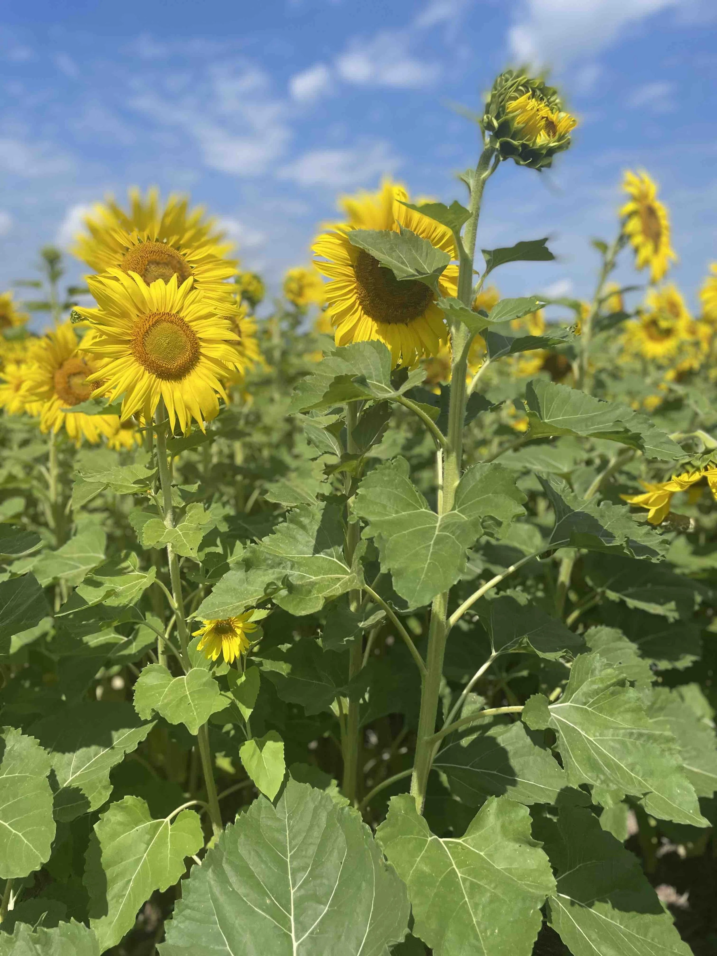 KeukaHarvest_Sunflower1.jpeg