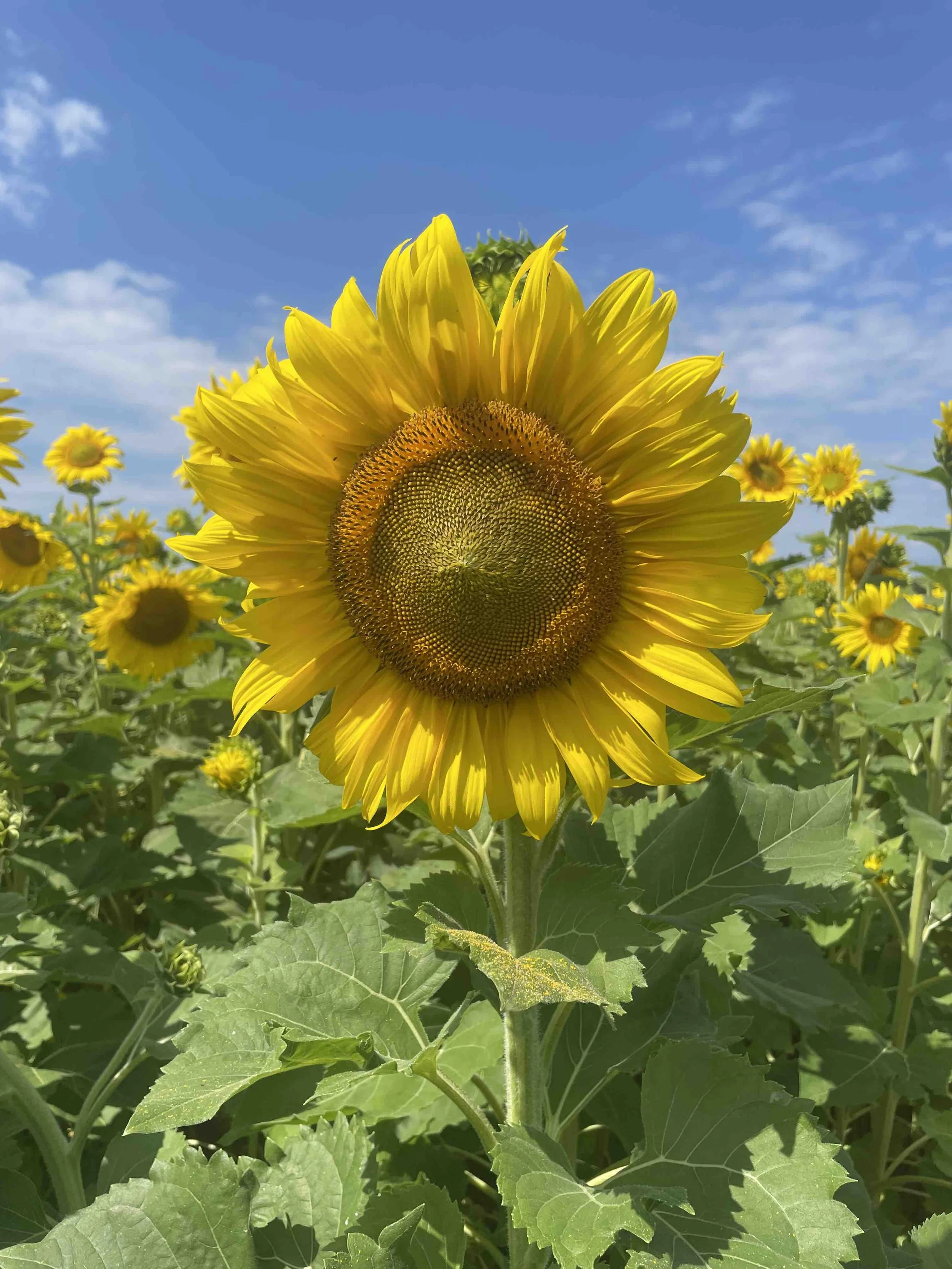 KeukaHarvest_Sunflower2.jpeg