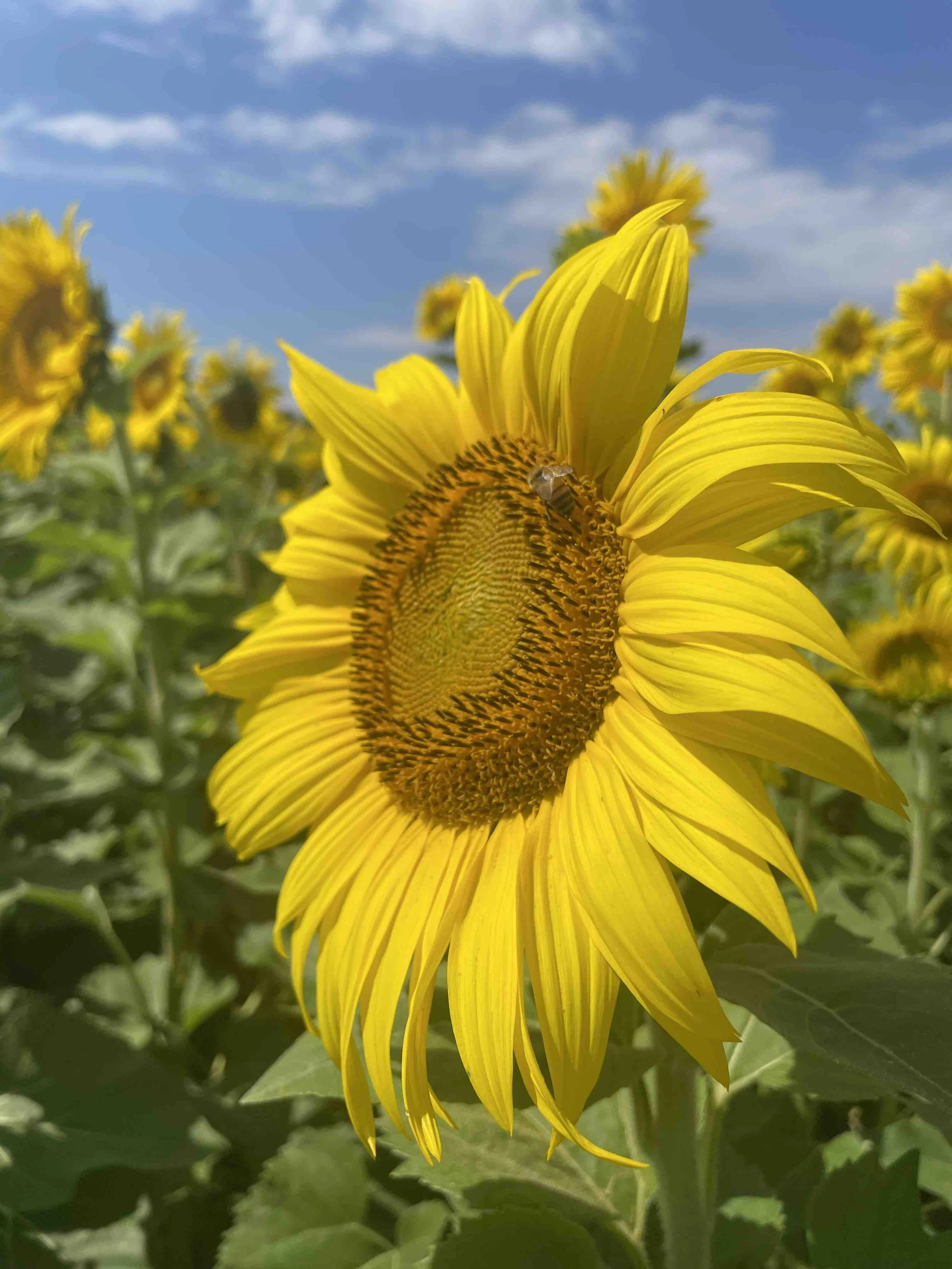 KeukaHarvest_Sunflower3.jpeg