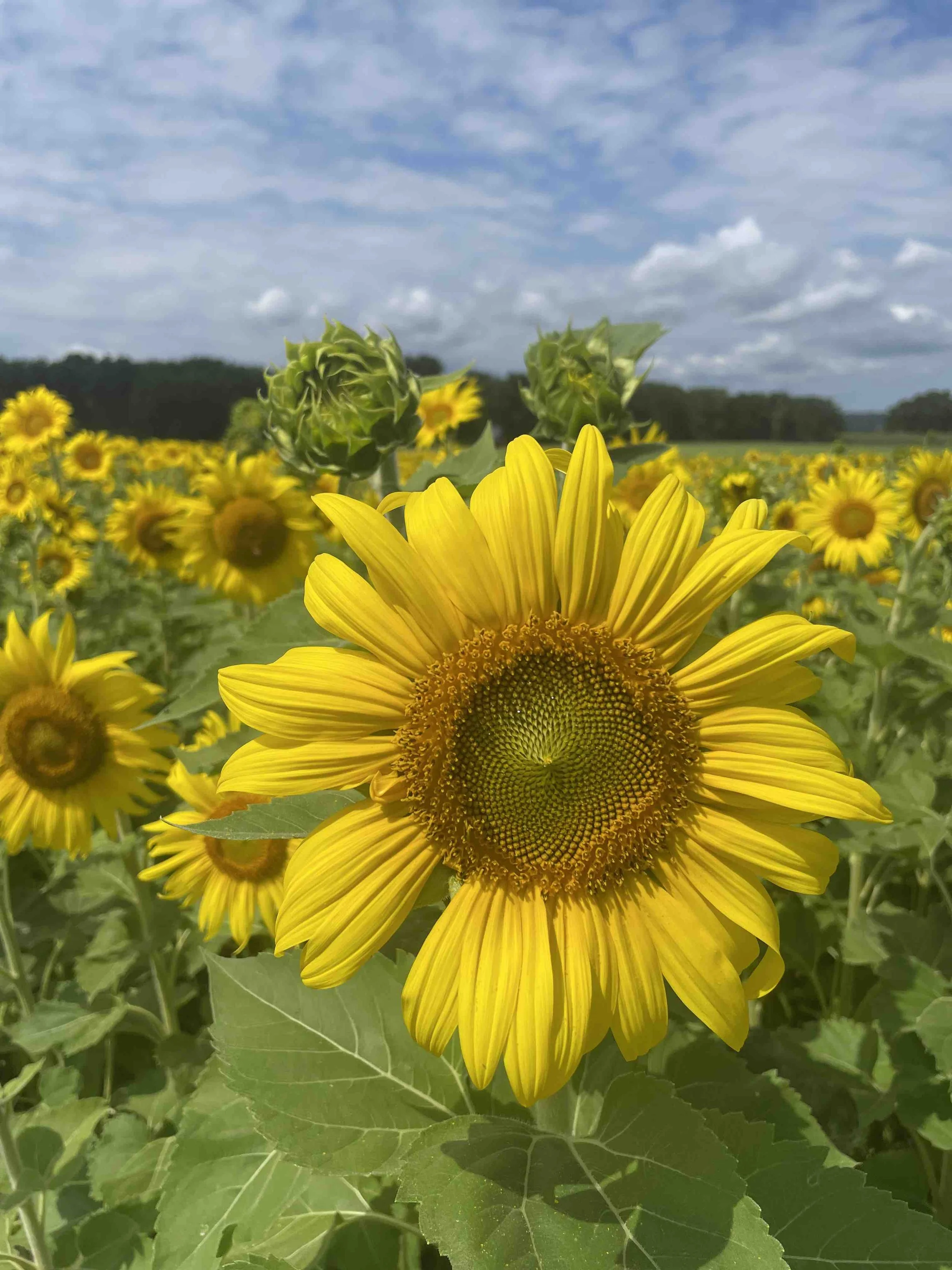 KeukaHarvest_Sunflower4.jpeg