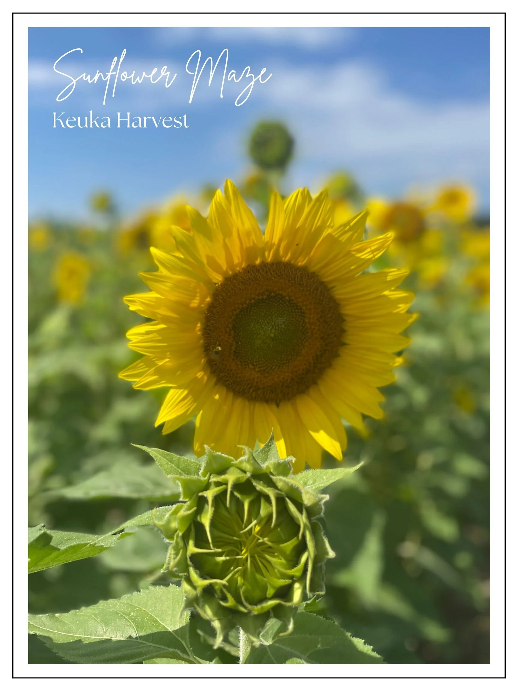 Get Lost in a Field of Gold