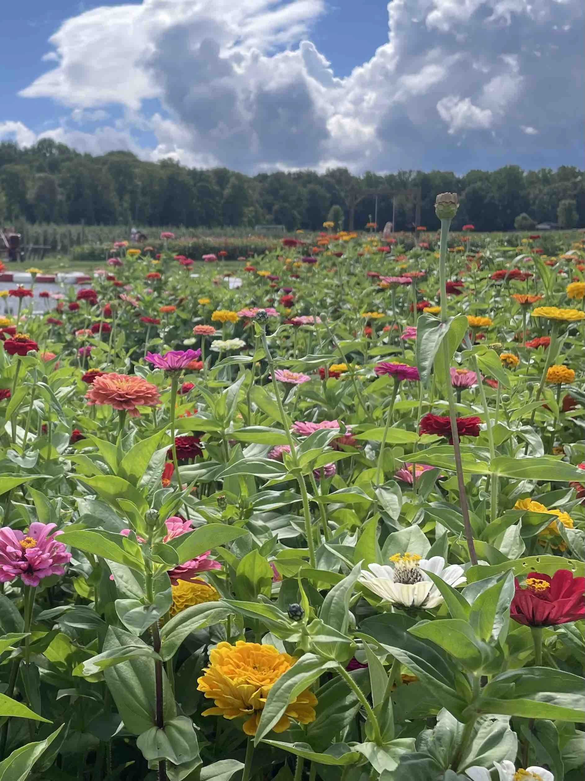 PickNPatch_FlowerField.jpeg