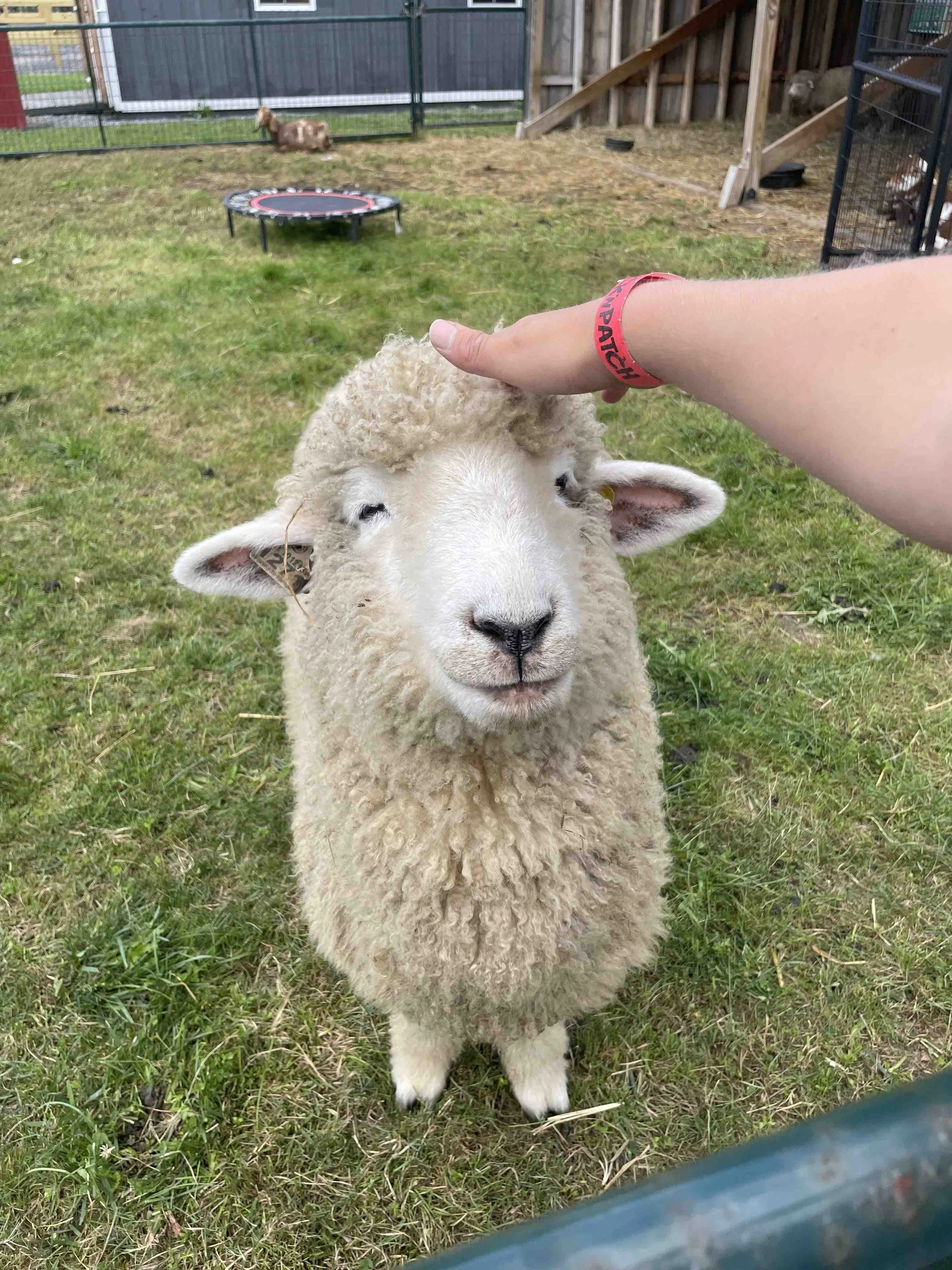 PickNPatch_PettingZoo01.jpeg