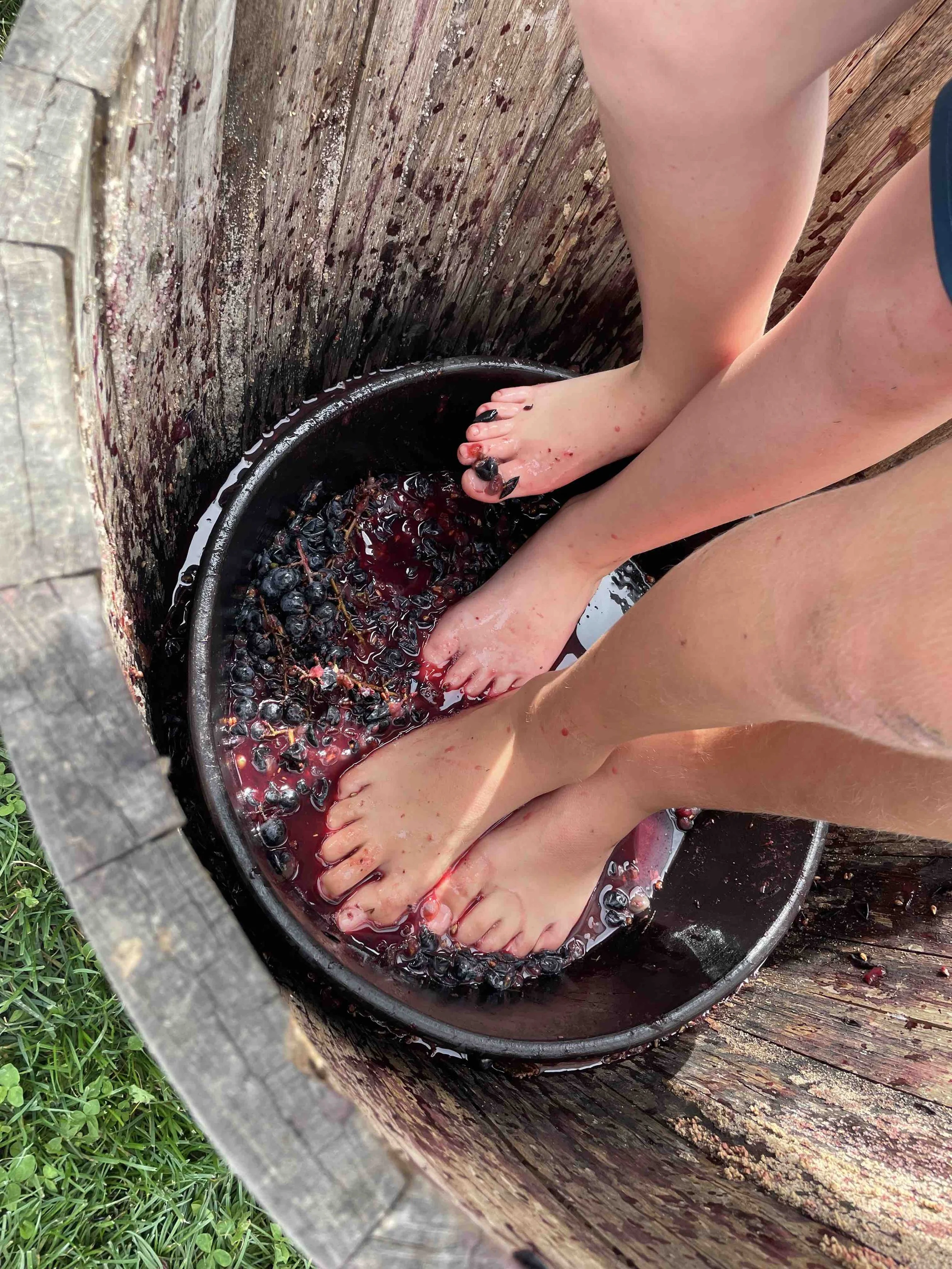 GrapeStomp1.jpeg
