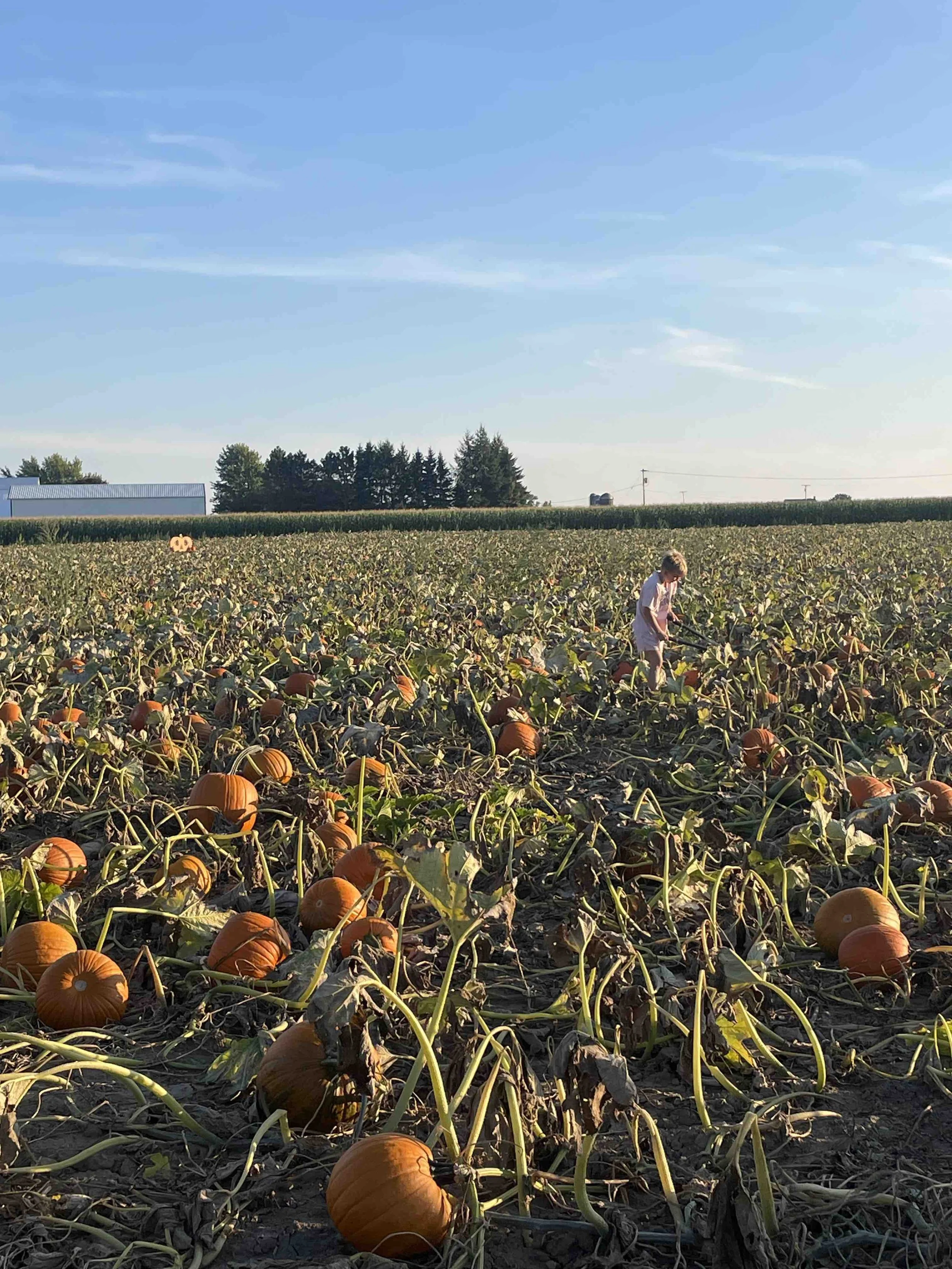 Pumpkin Patch.jpeg