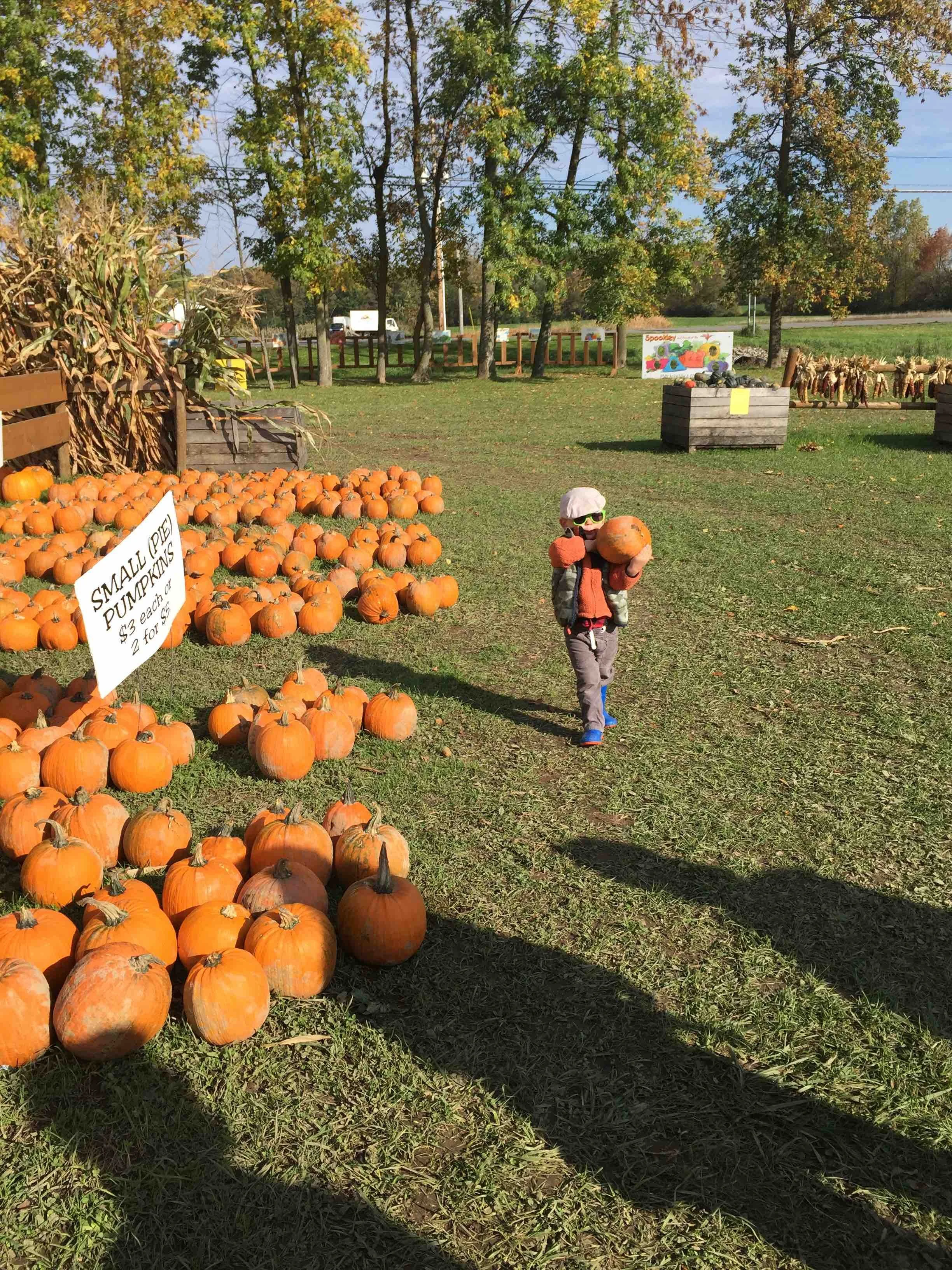 Pumpkins.jpeg