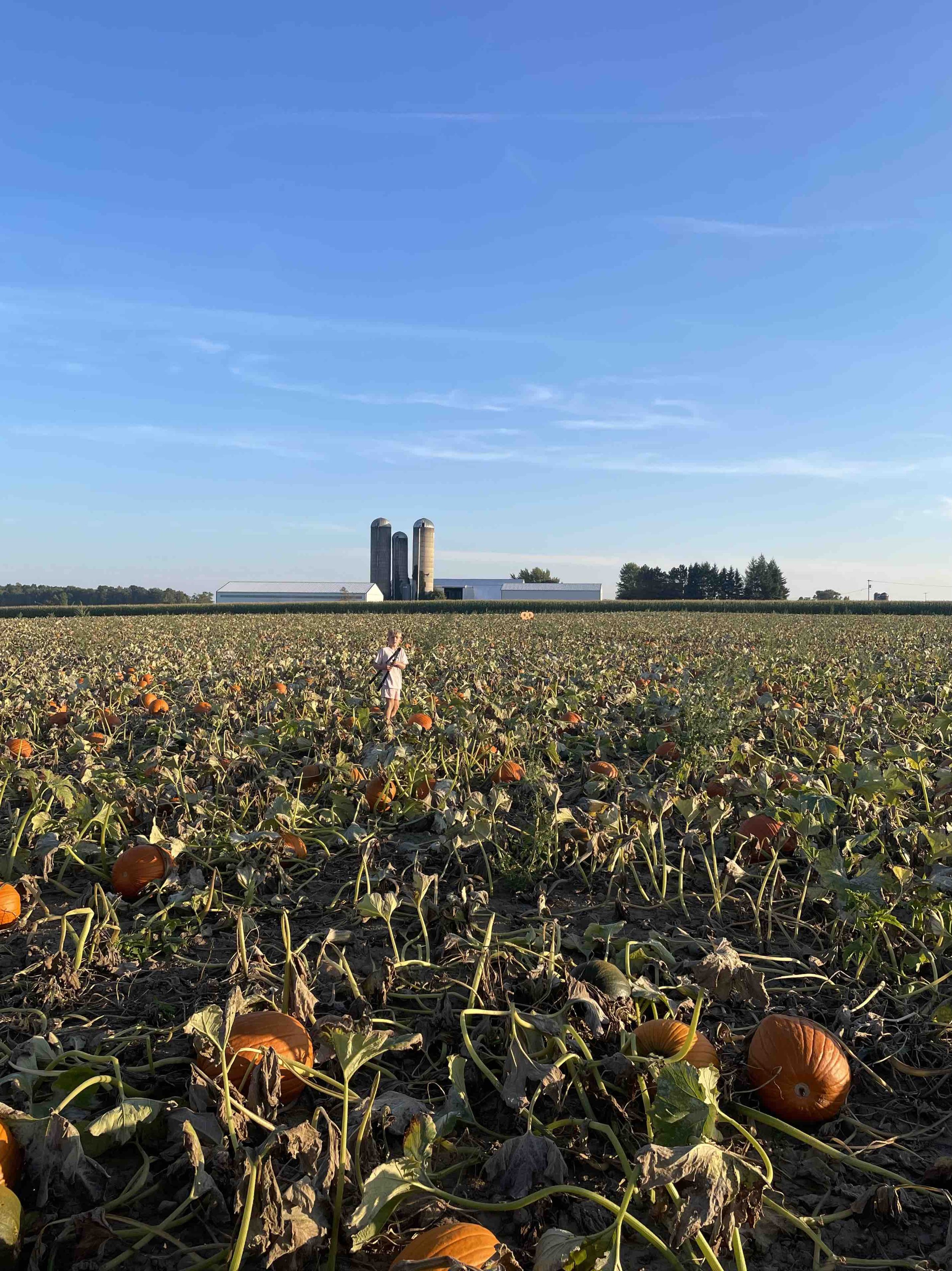 LilyeaFarms_Field1.jpeg