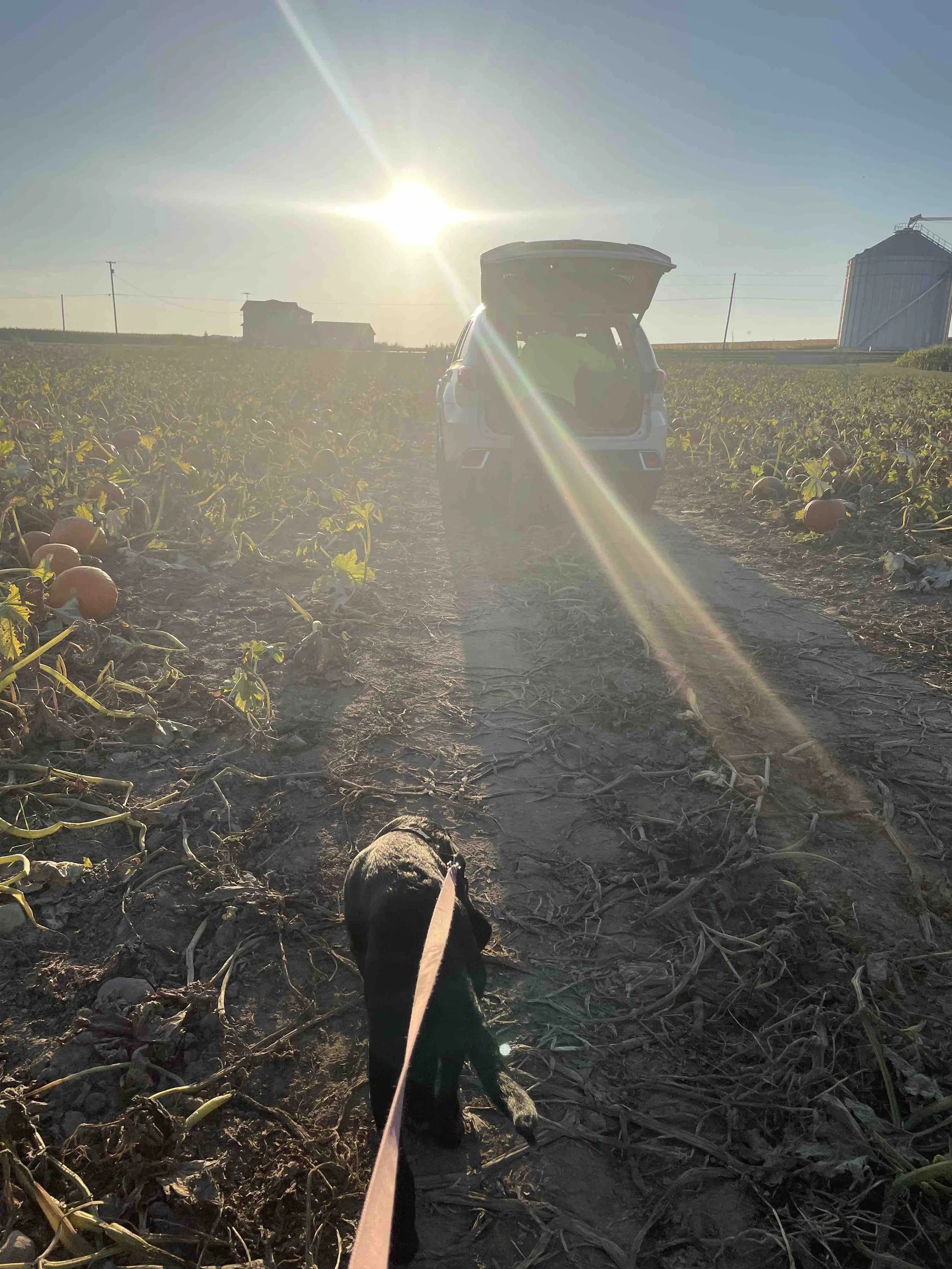 LilyeaFarms_Field2.jpeg