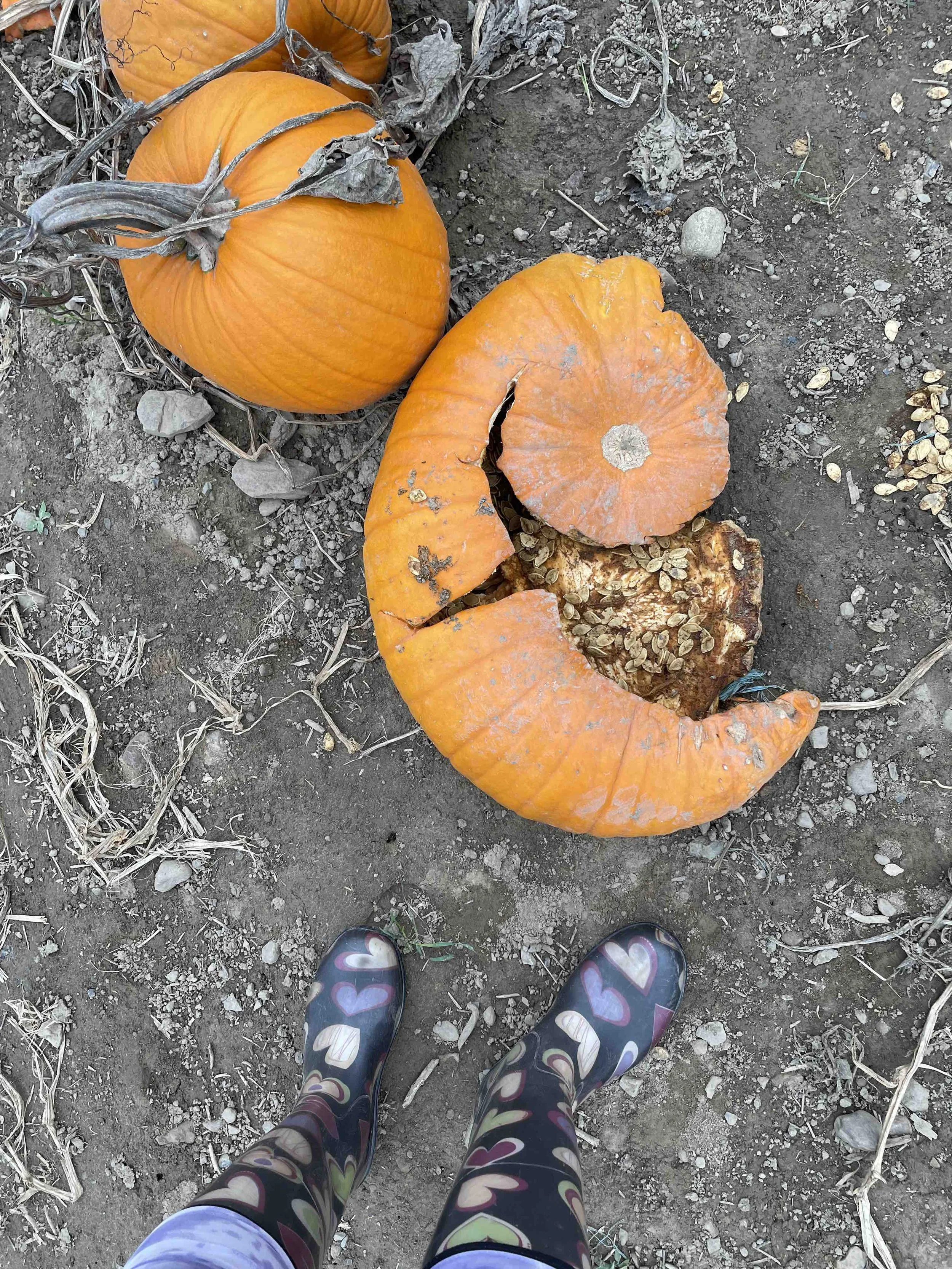 LilyeaFarms_Pumpkins1.jpeg