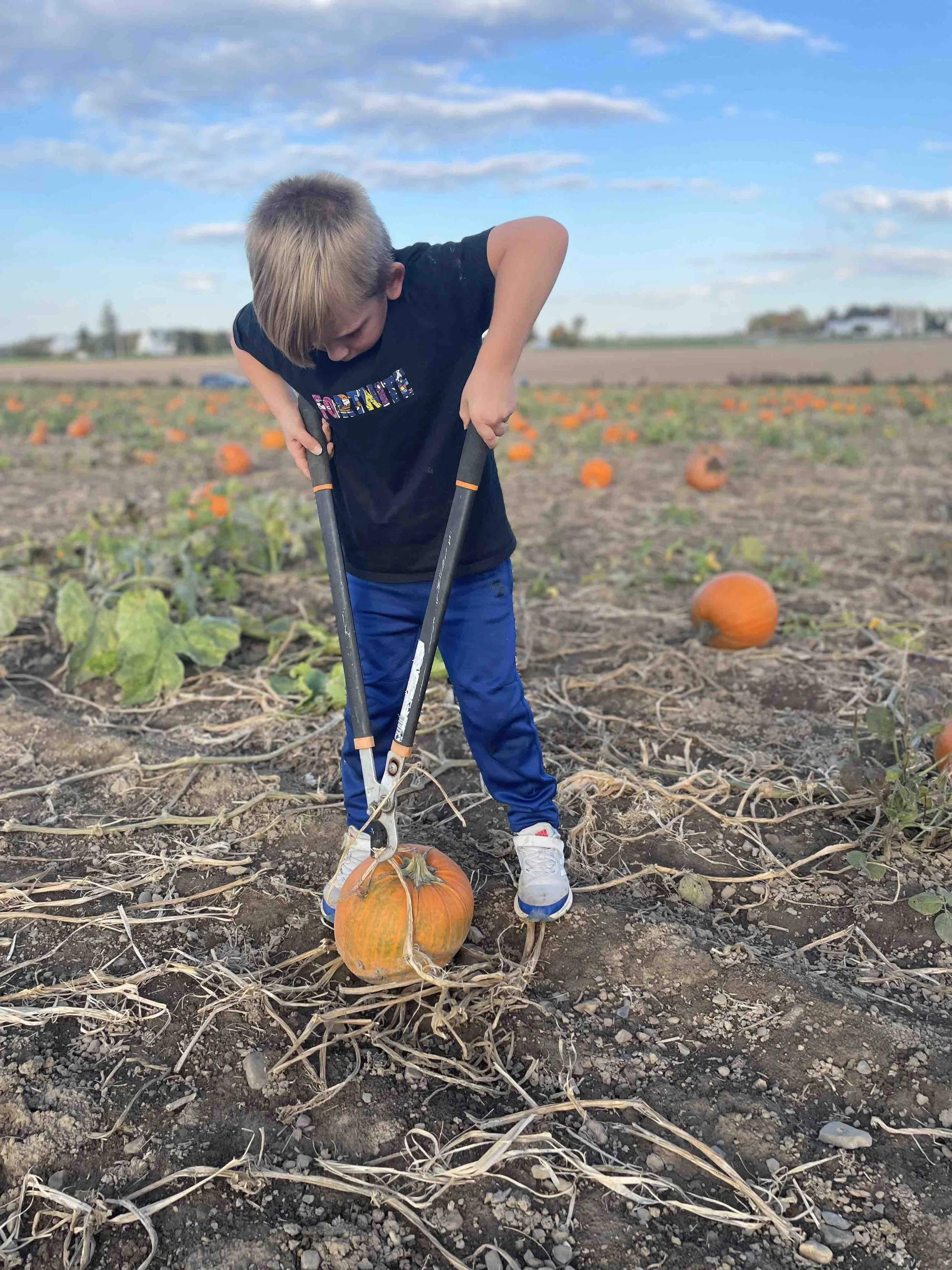 Lilyea Farms