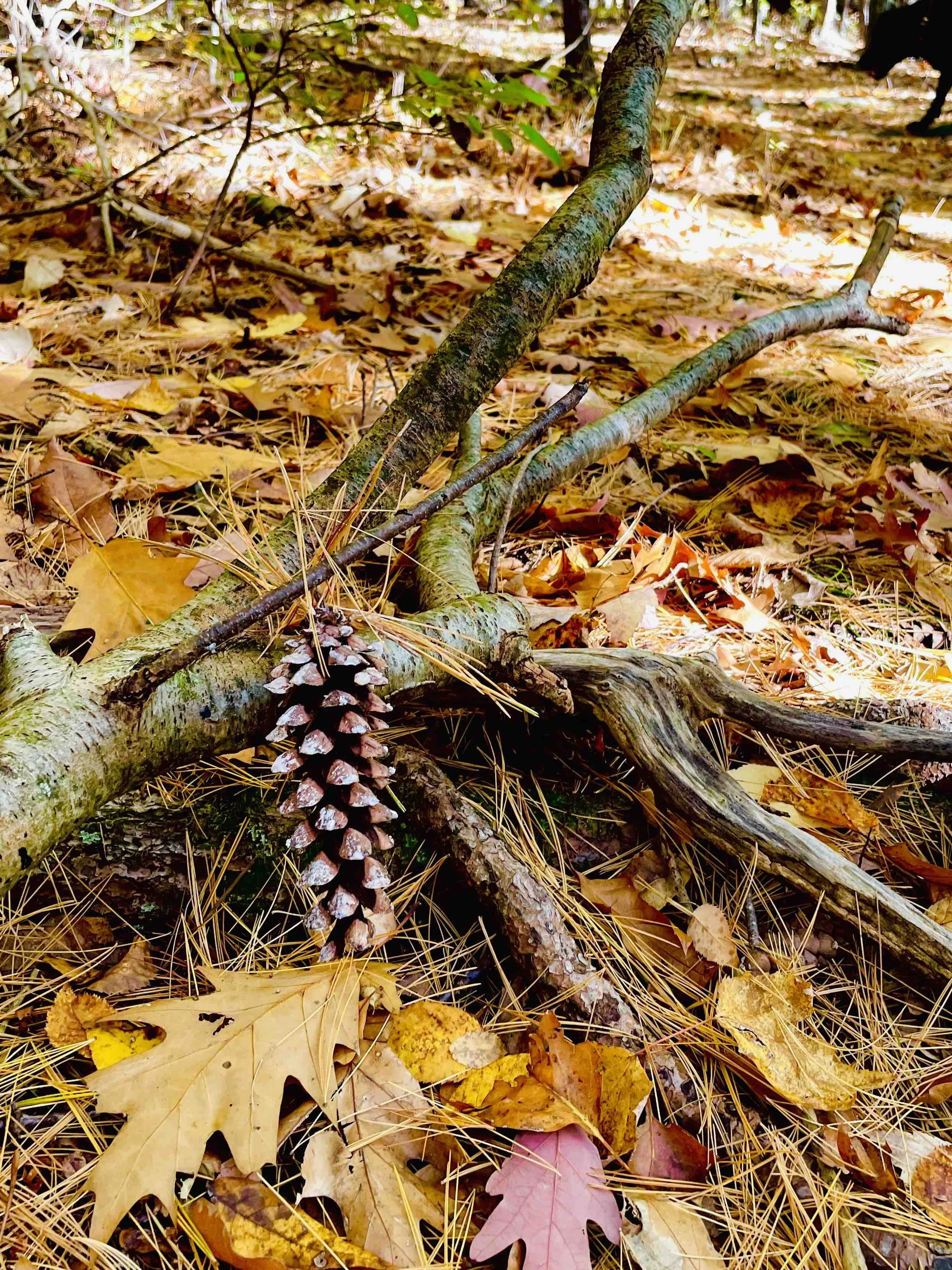 KSPPIneCone.jpeg