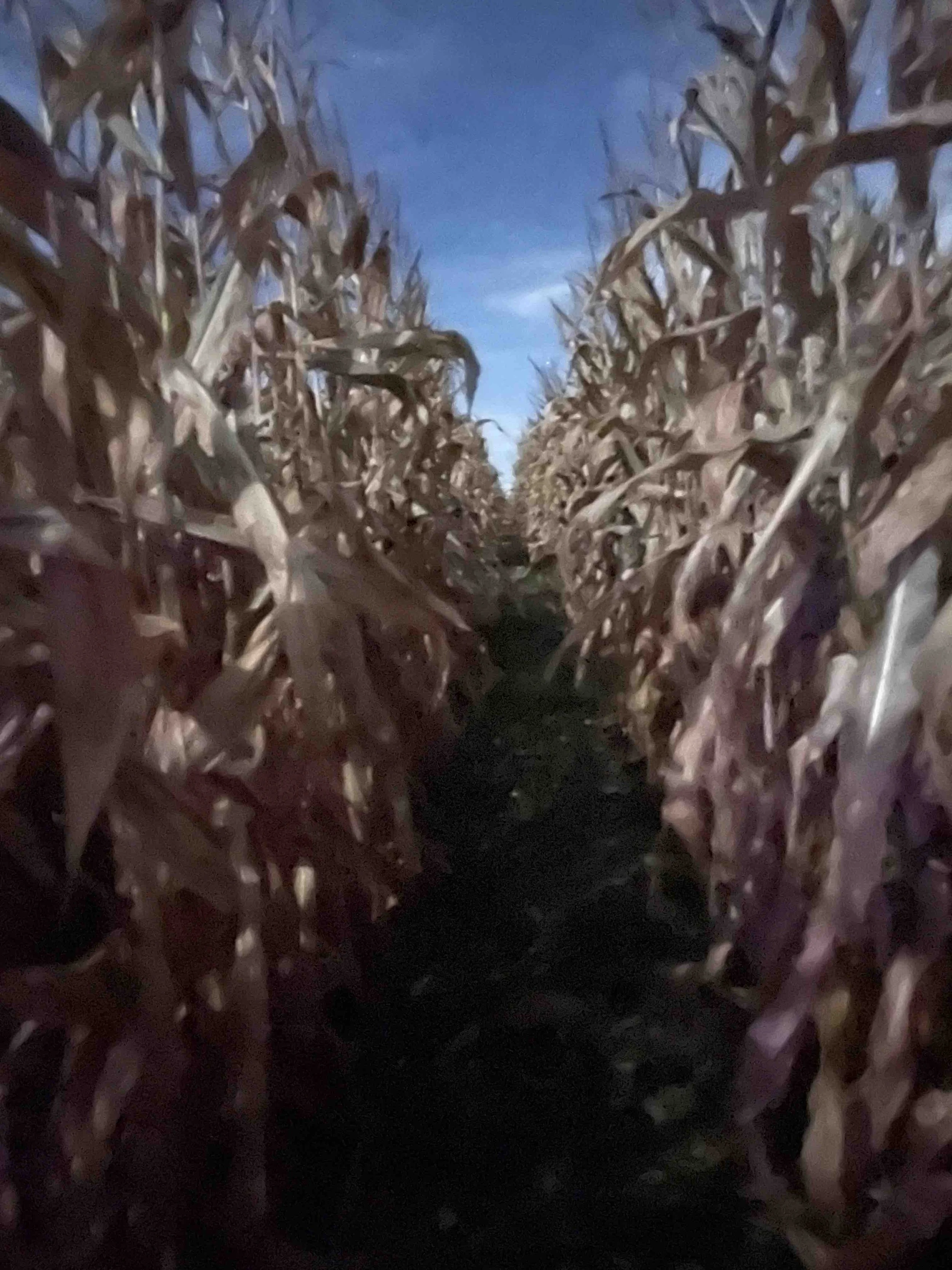 Cornmaze.jpeg