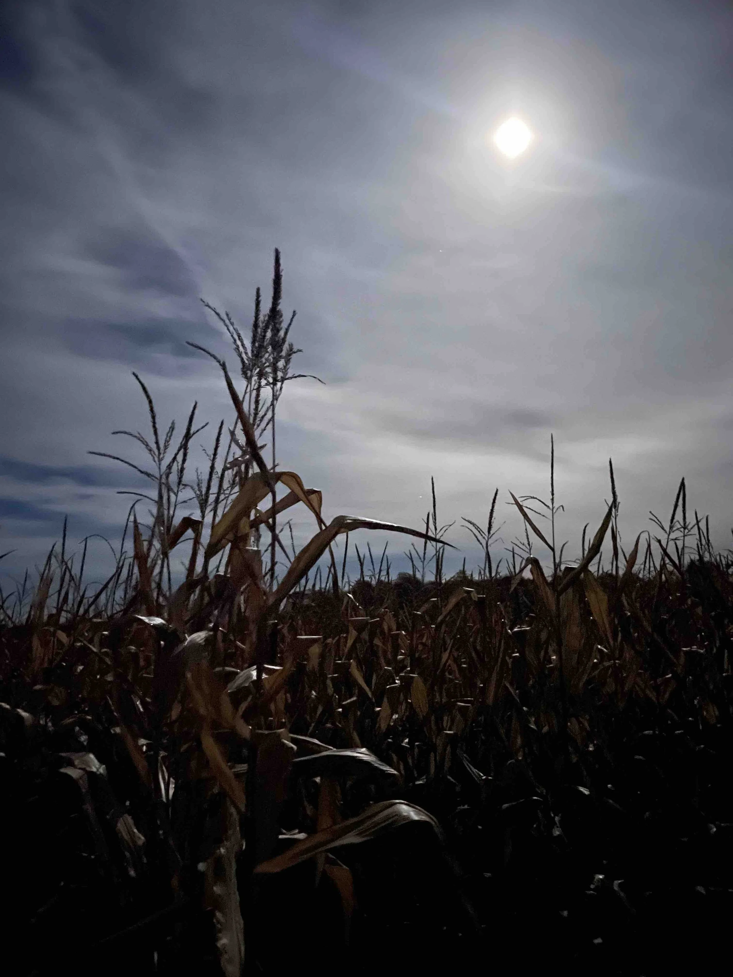 Cornmaze_Wagers.jpeg