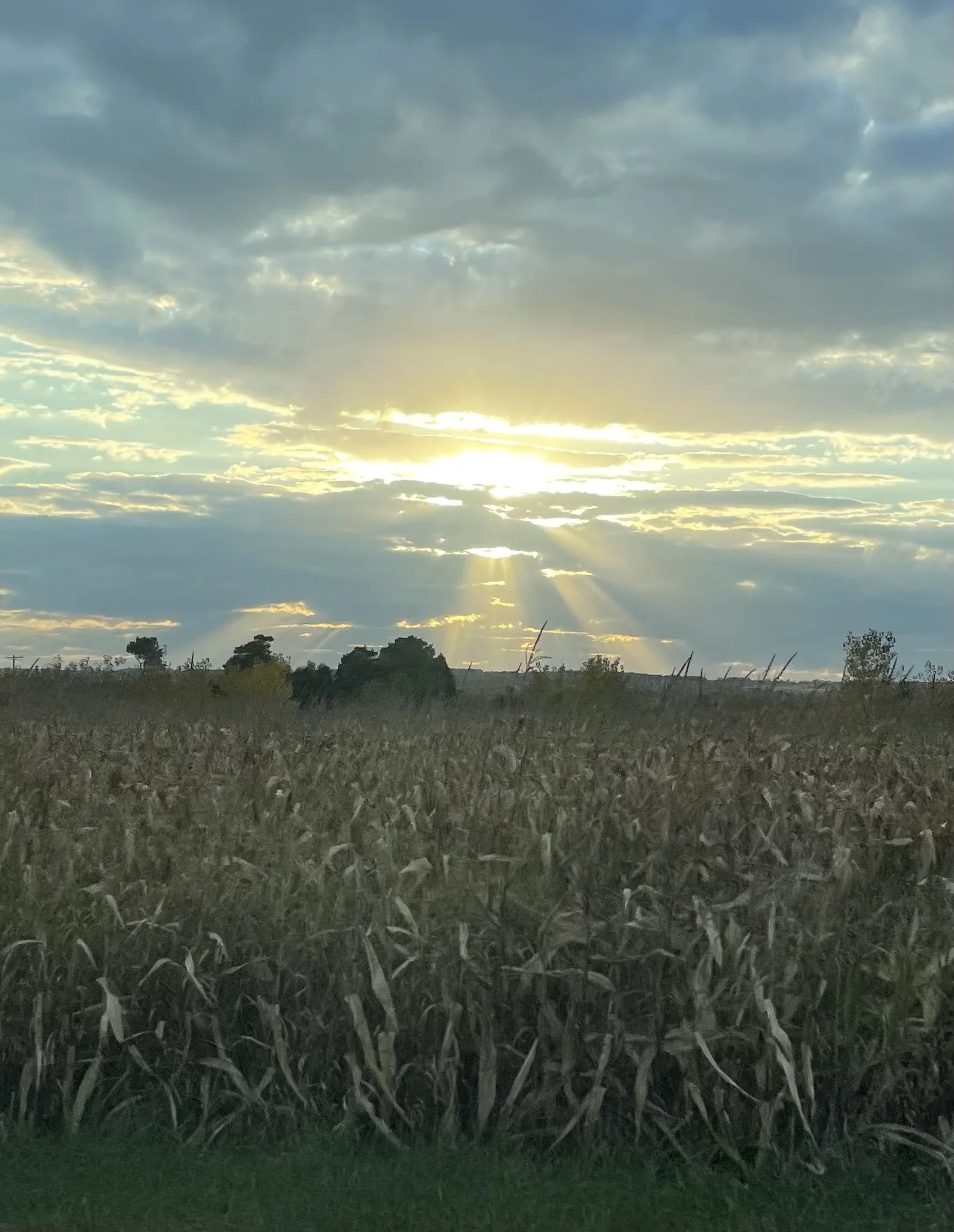 A rural landscape at sunset with a cloudy sky, a field of dried corn stalks in the foreground, and silhouettes of trees in the distance.
