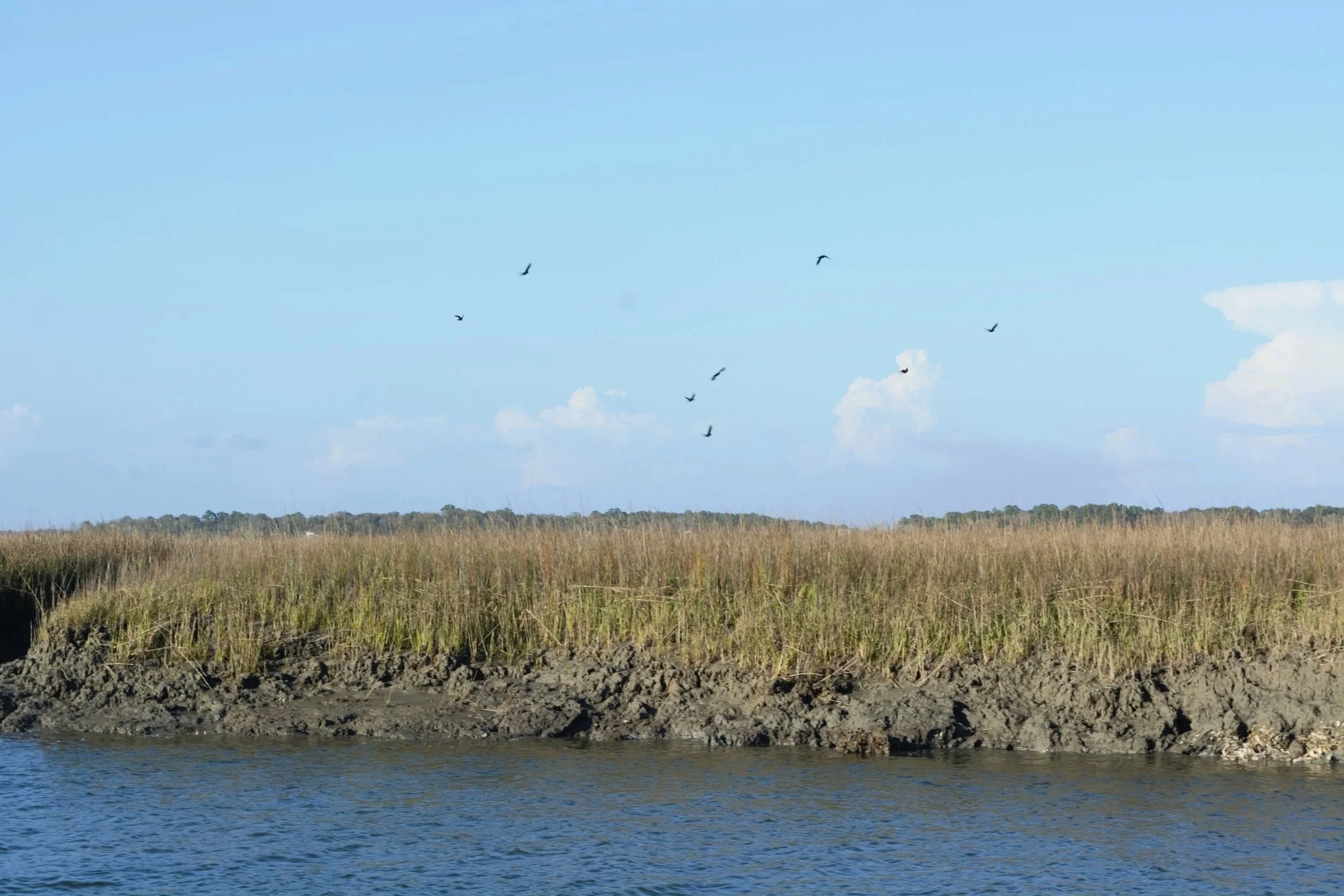 BirdsandMarsh.jpg