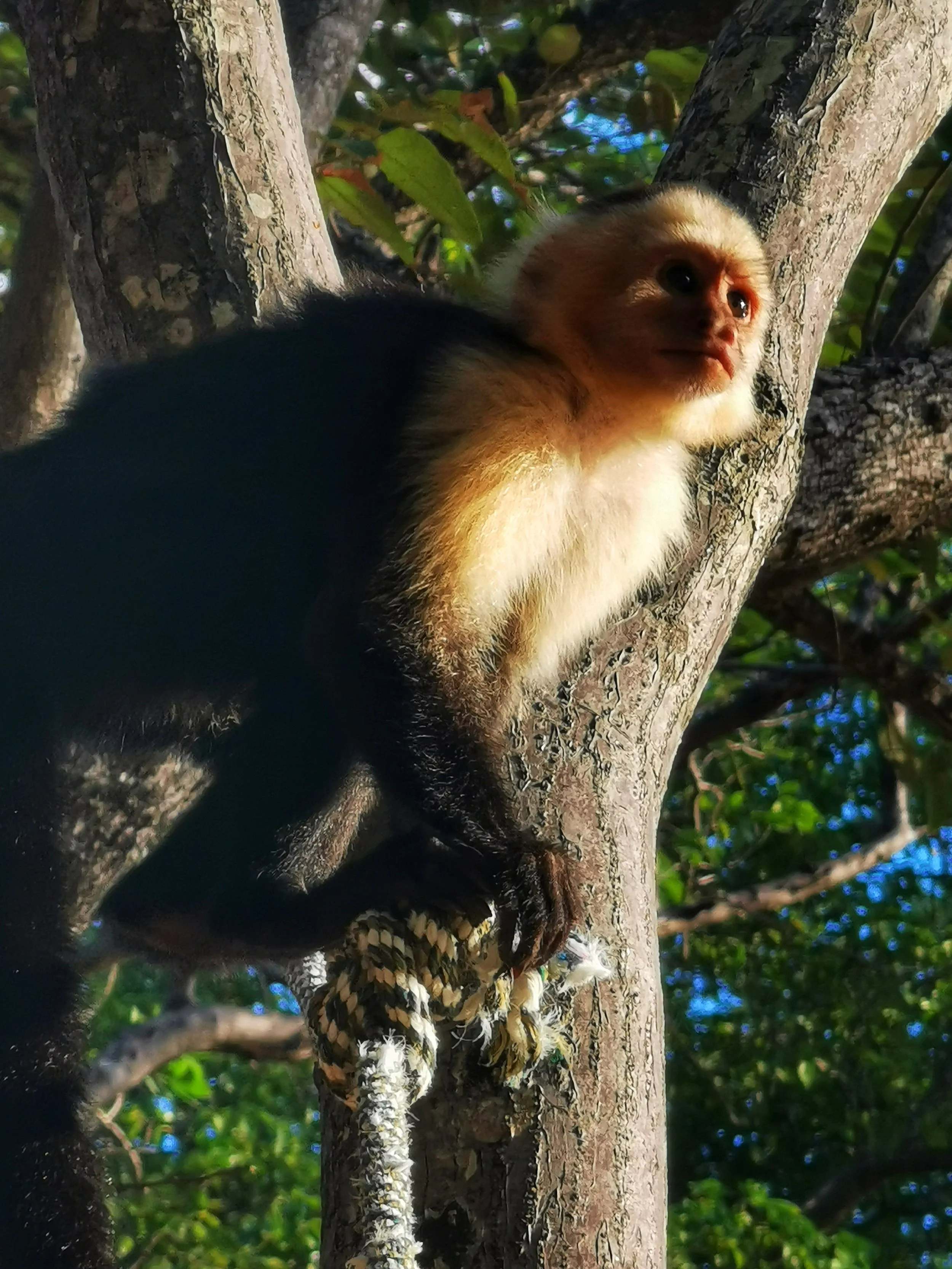 A young capuchin monkey with a light face and darker body, sitting on a tree branch among green leaves.