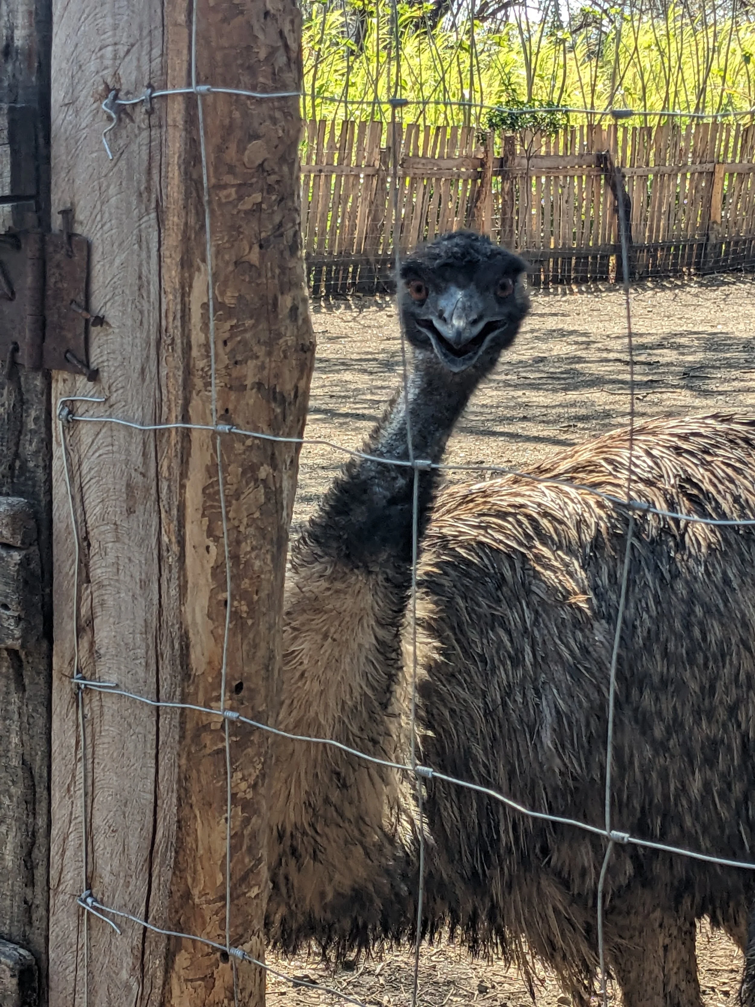An emu with a long neck and dark feathers extends its head over a wire fence in a rural enclosure, with a wooden fence and greenery in the background.