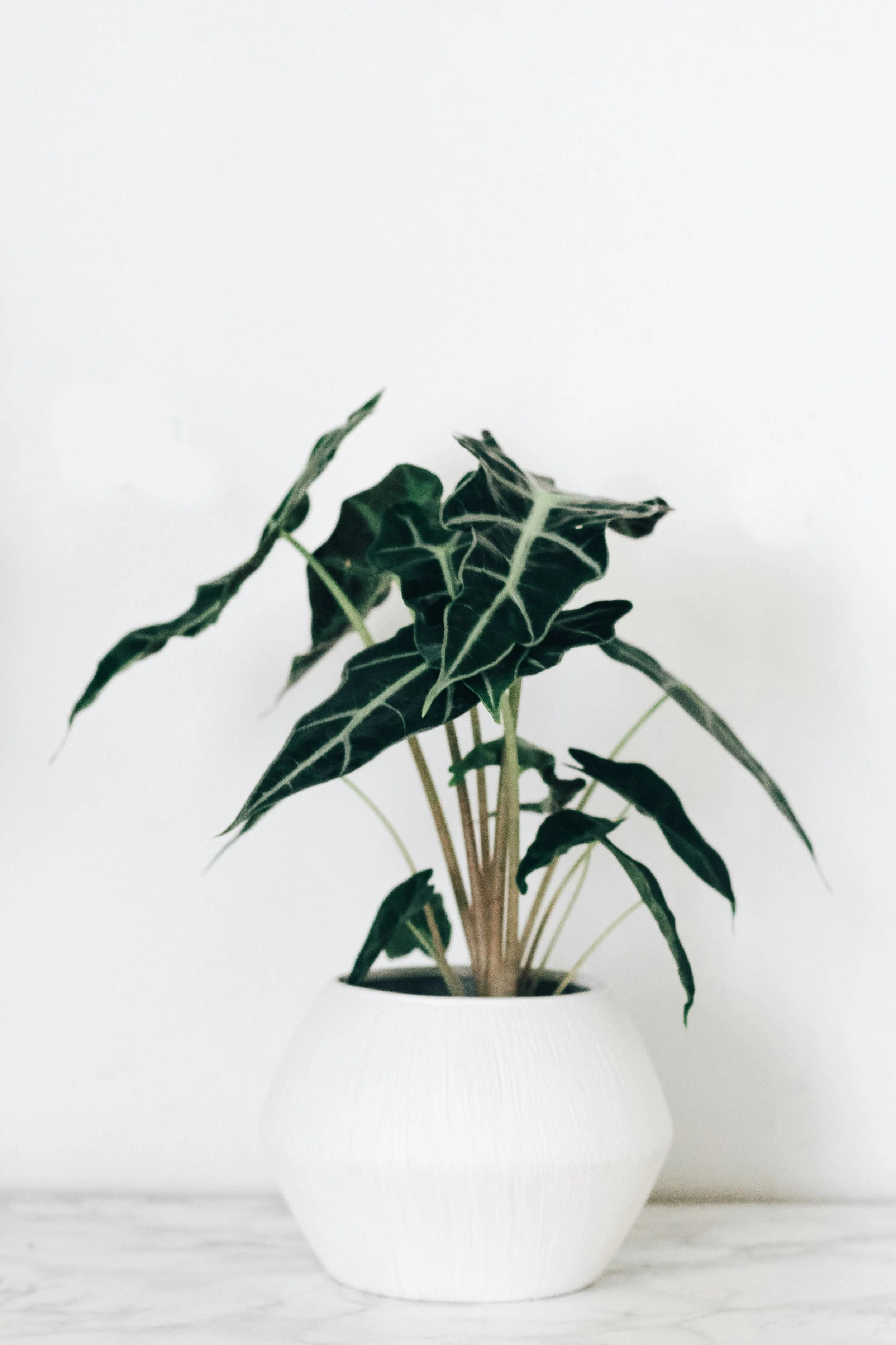A potted plant with dark green leaves and white veins placed in a white textured ceramic pot on a white surface against a plain white background.