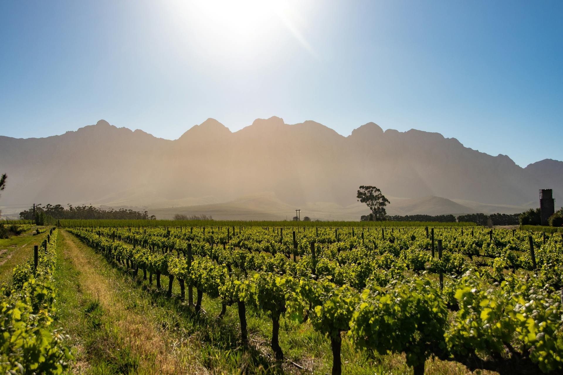 Cape Vinelands, franschhoek wine tram, Wine
