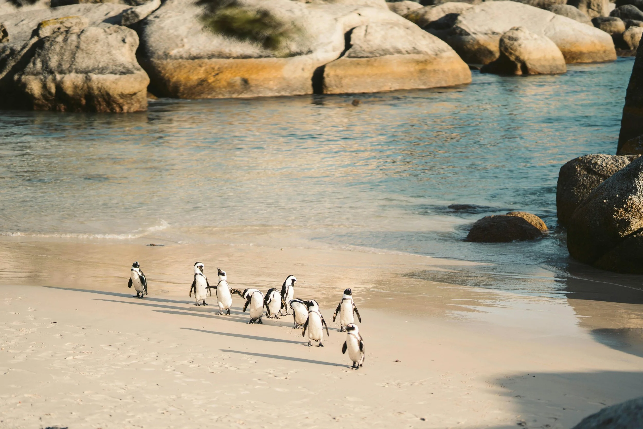 African Penguins, Boulders Beach, Simons Town, Cape Town