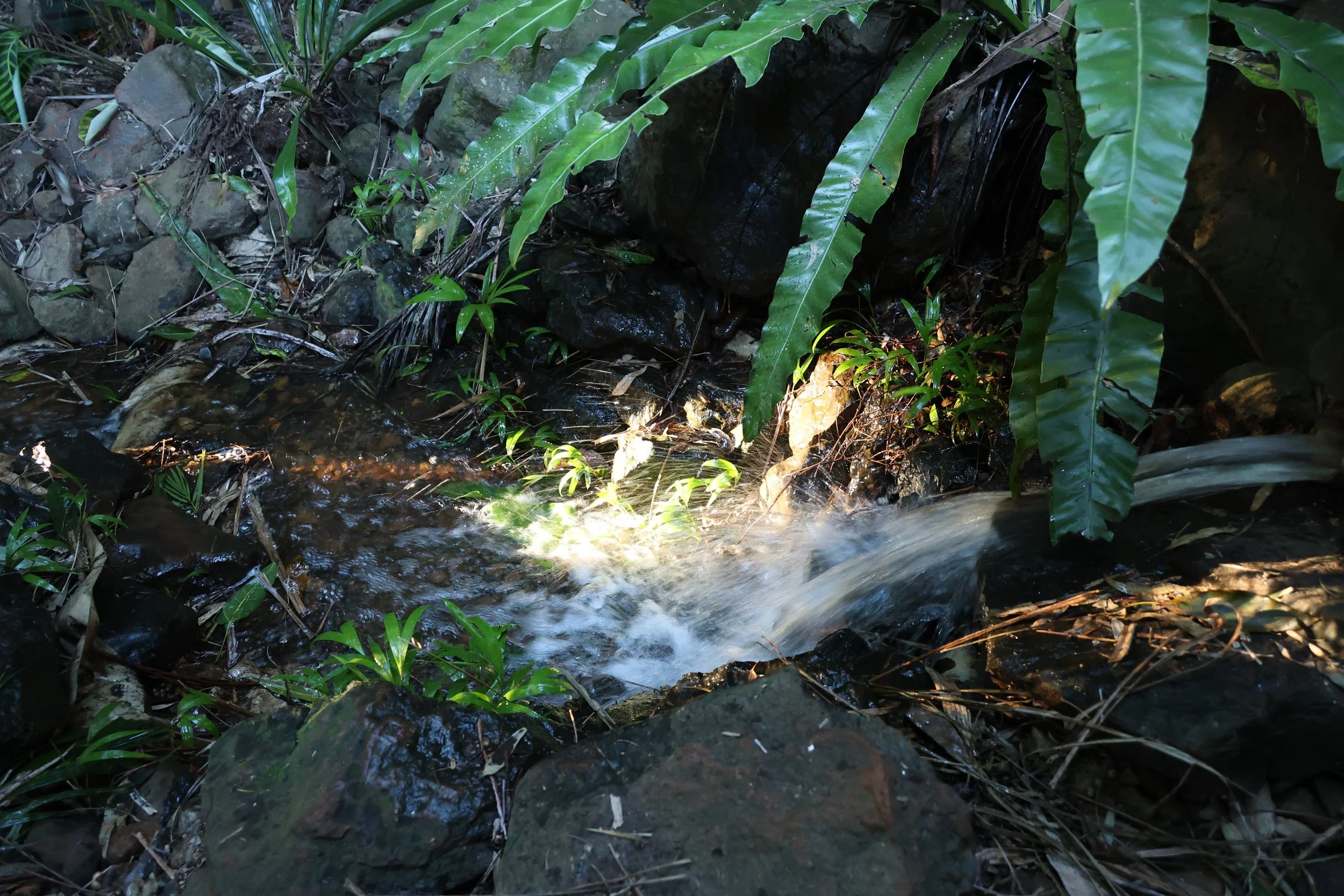 A small stream flowing through a forest with lush green plants and rocks around it.