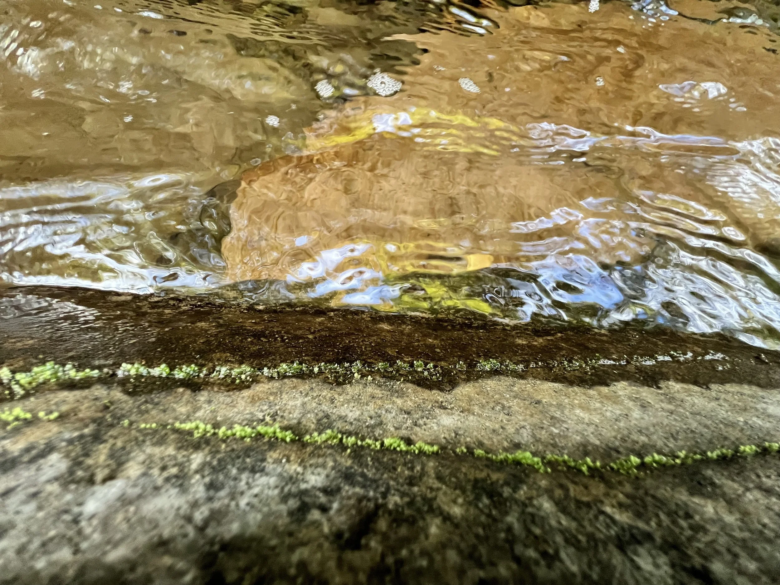 Living Forms