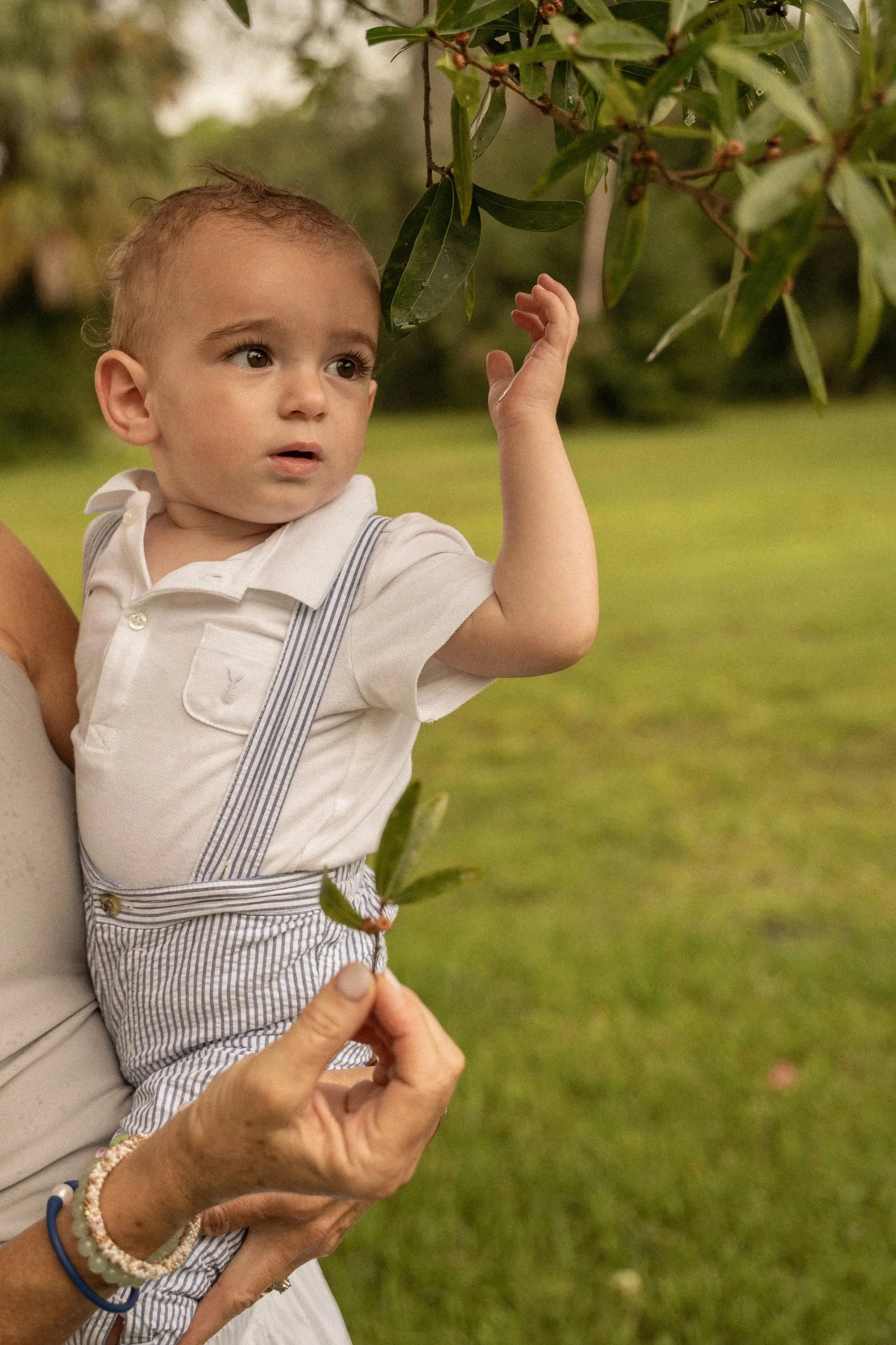 Honey+Haze Photography. A young child with brown hair, wearing a white shirt with short sleeves and striped suspenders, reaching up to touch leaves on a tree. An adult's hand supports the child's back, and behind them is a grassy outdoor area.