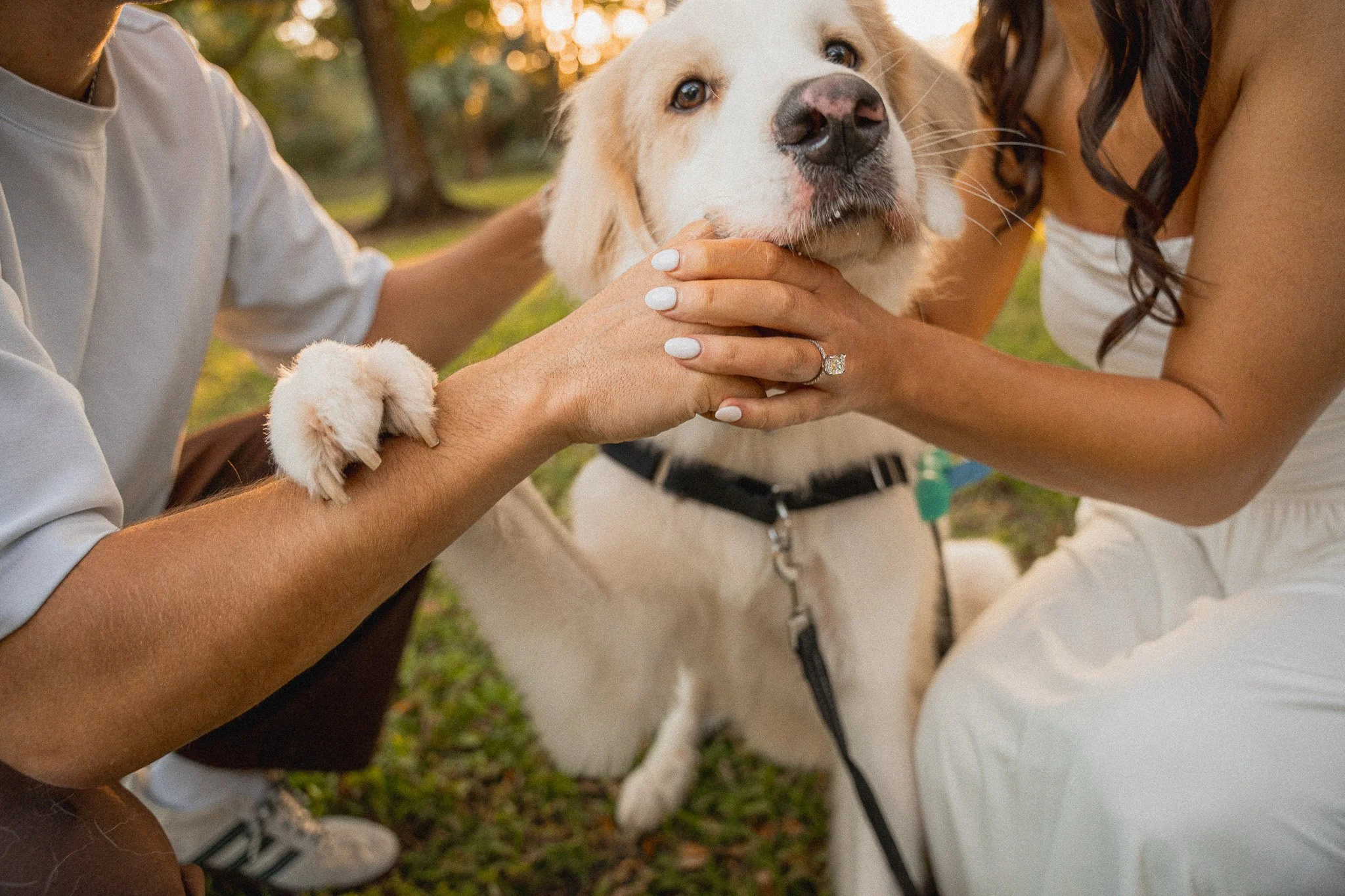 Honey+Haze Photography. Close-up of a happy white dog with a black collar surrounded by people, outdoors in a park at sunset.