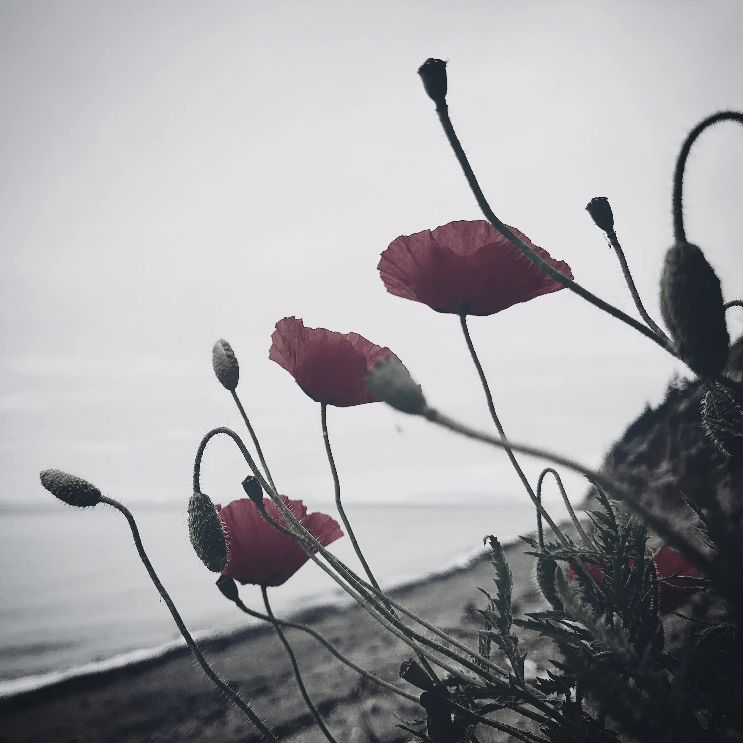 Poppies Art Magnet