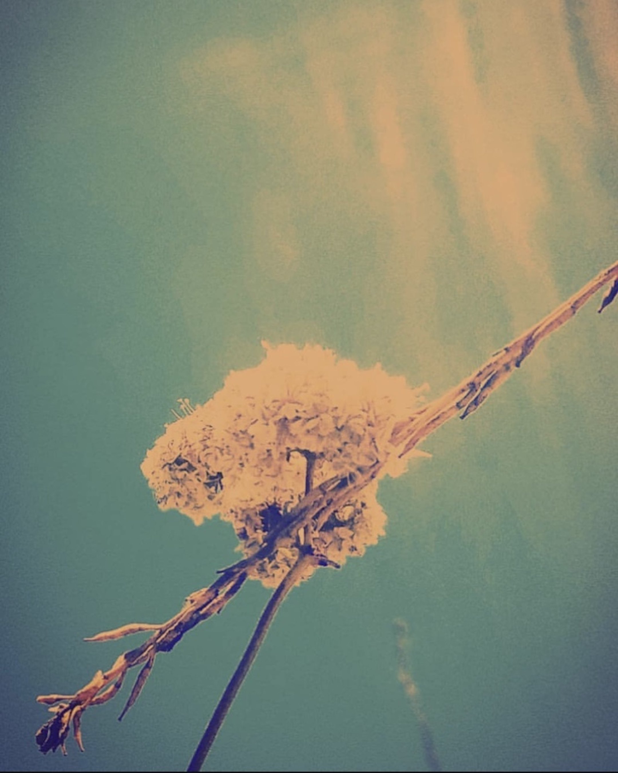 Ephemeral Collection