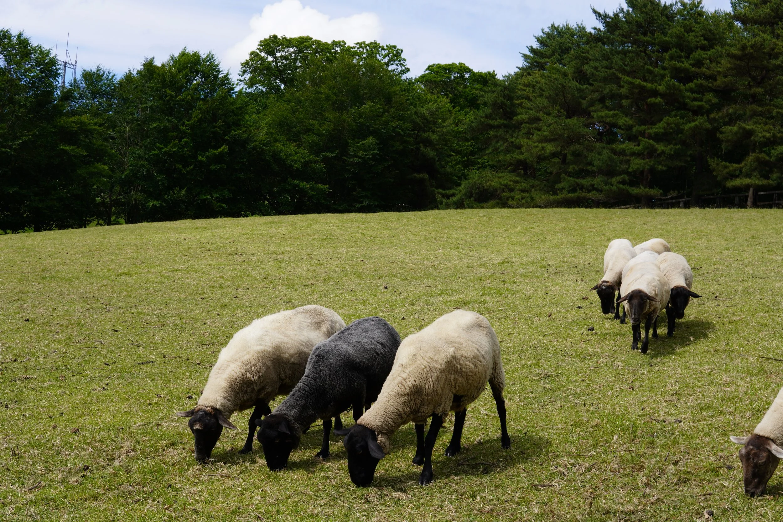 緑豊かな草原に羊と羊飼いがいる風景。